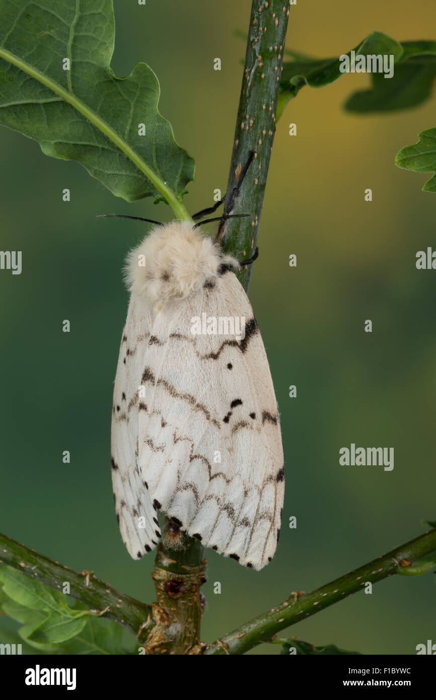 Schwammspinner hi-res stock photography and images - Alamy