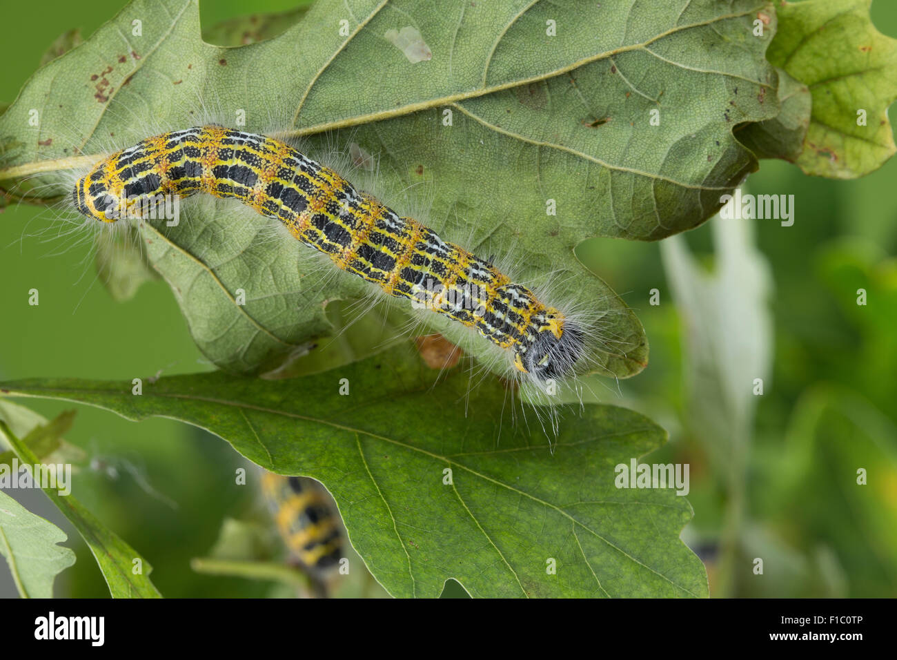 Buff-tip moth, buff tip, caterpillar, Mondvogel, Mondfleck, Raupe an Eiche, Phalera bucephala Stock Photo