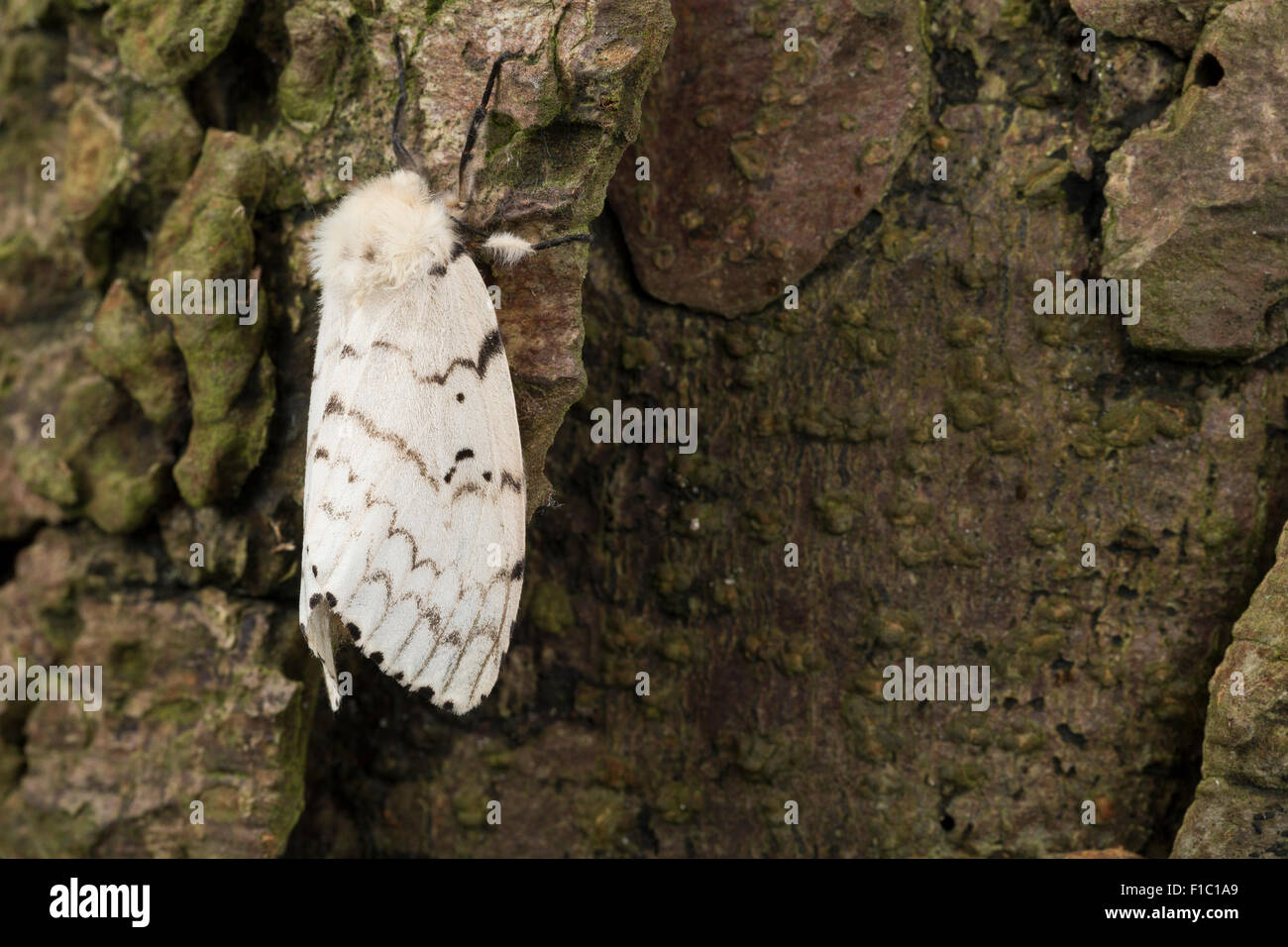 Female Gypsy Moth High Resolution Stock Photography and Images - Alamy