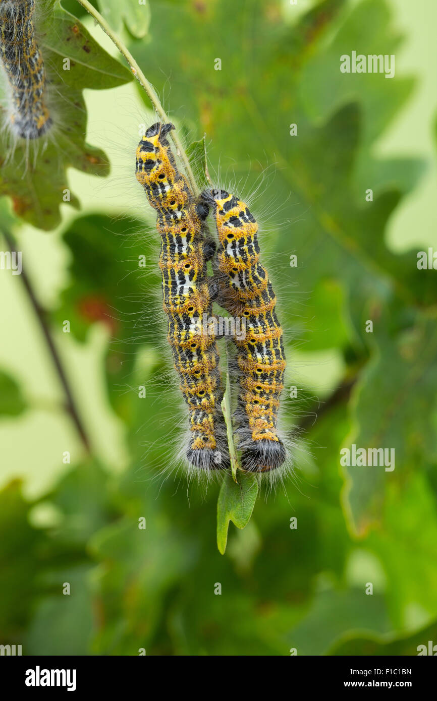 Buff-tip moth, buff tip, caterpillar, Mondvogel, Mondfleck, Raupe an Eiche, Phalera bucephala Stock Photo