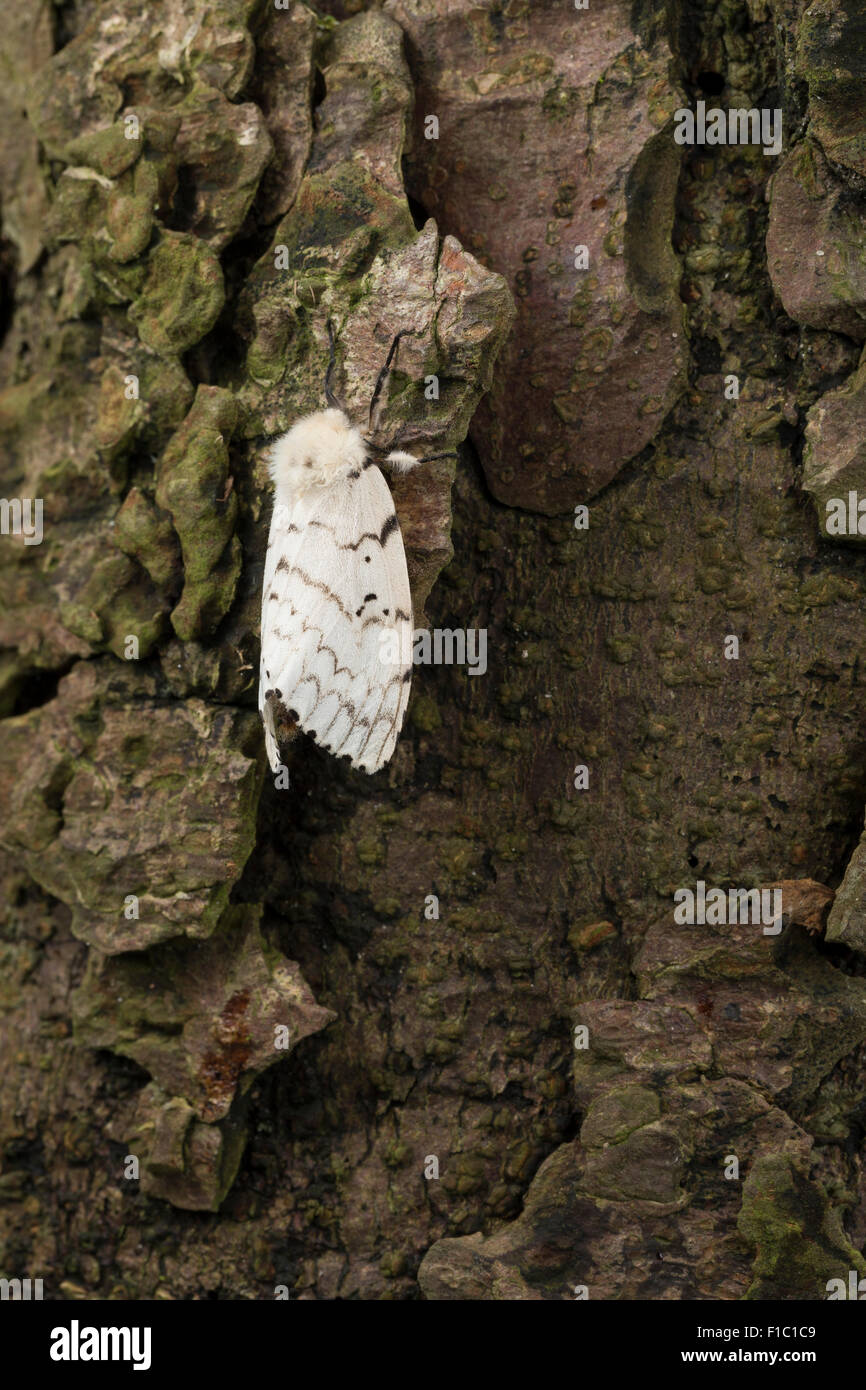 Gipsy moth, Gypsy Moth, female, Schwammspinner, SchwammSpinner