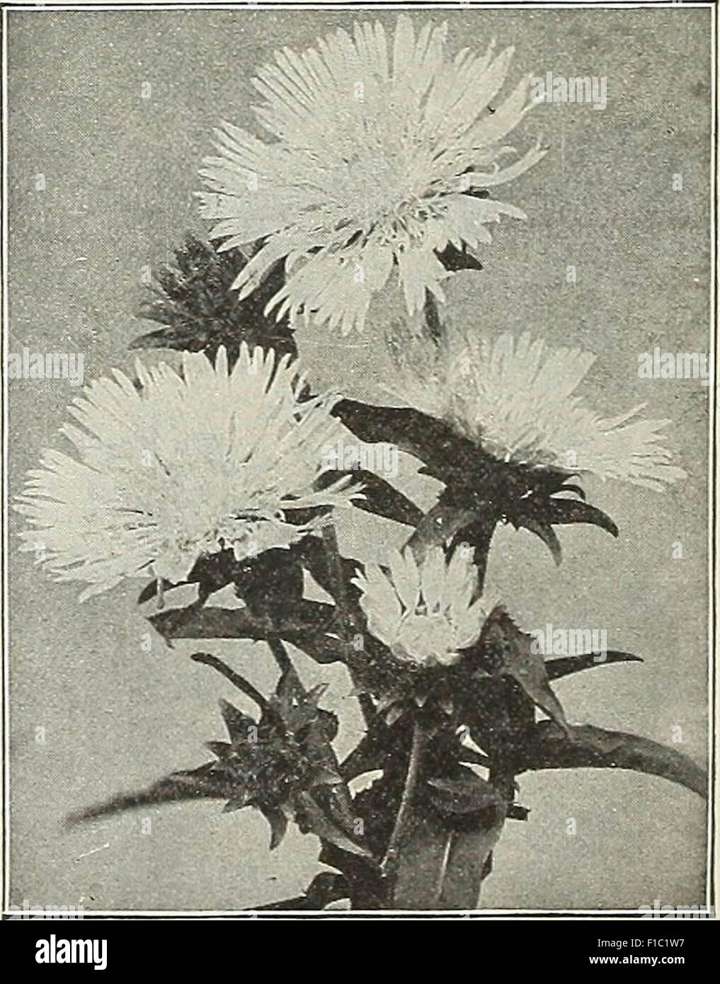 Dreer's wholesale price list : seeds for florists plants vegetable seeds, tools, fertilizers, sundries, etc Stock Photo