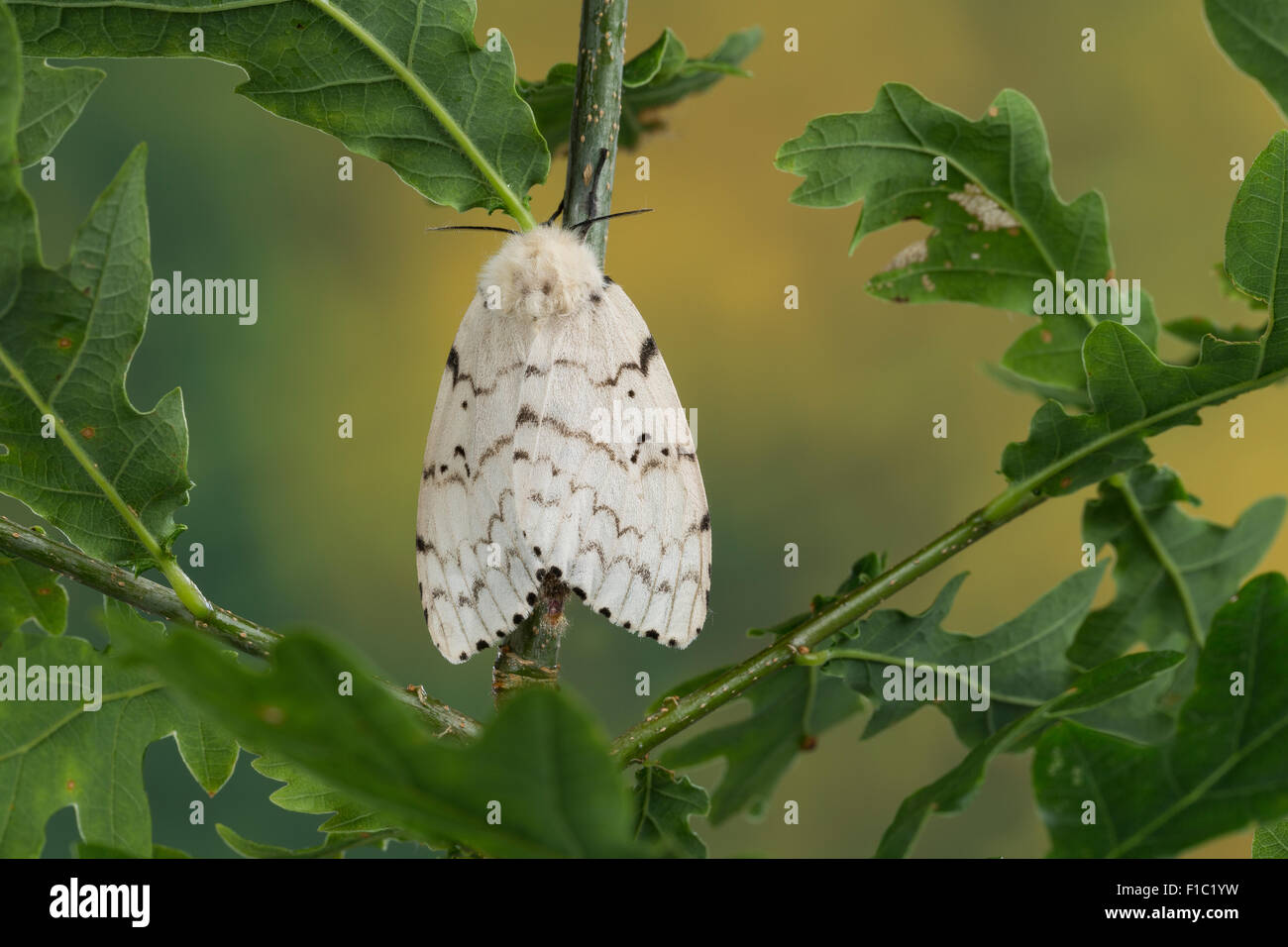 Gypsy moth hi-res stock photography and images - Alamy