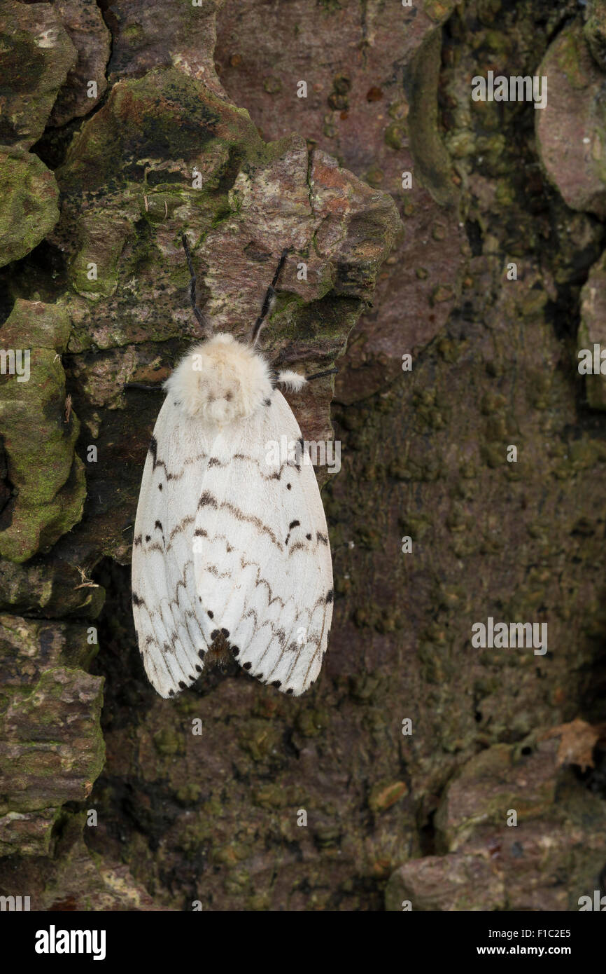Female Gypsy Moth High Resolution Stock Photography and Images - Alamy
