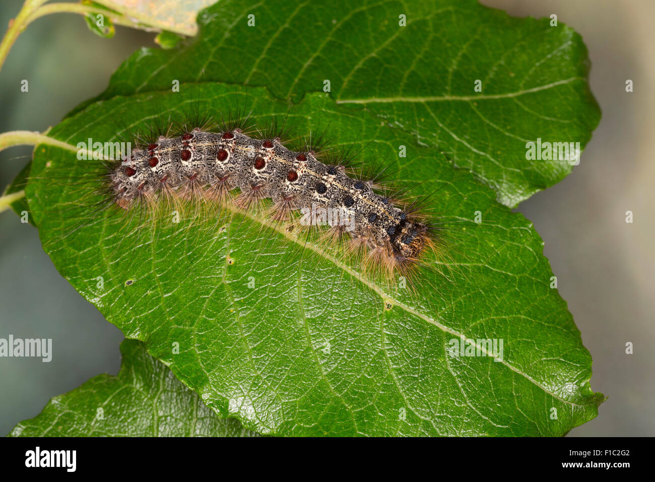 Gypsy moth caterpillar hi-res stock photography and images - Alamy