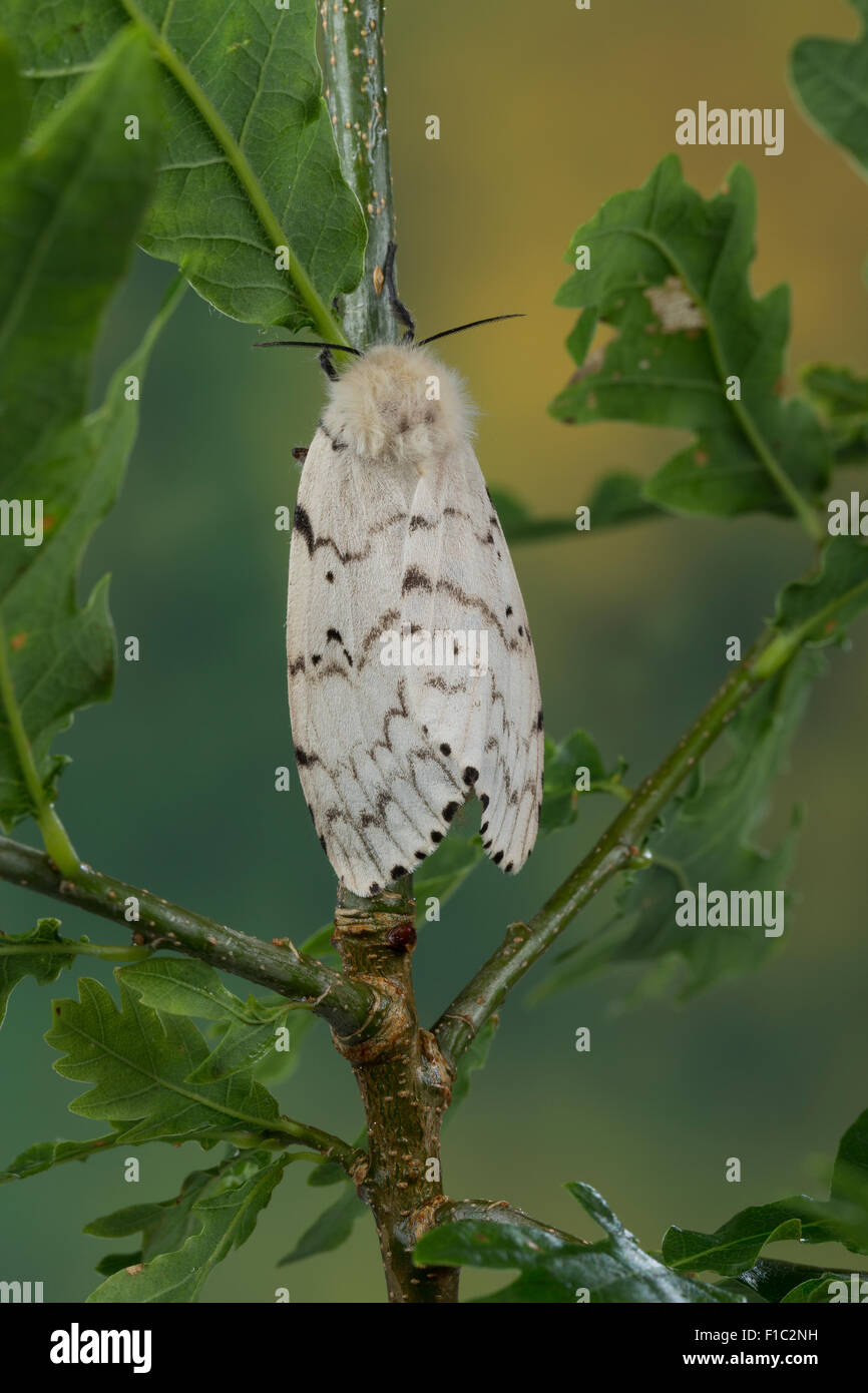 Gypsy moth hires stock photography and images Alamy