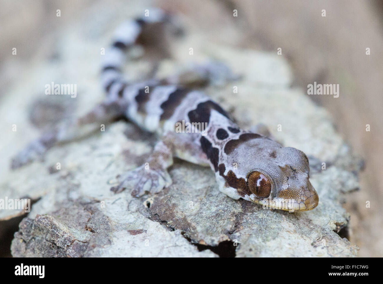 Juvenile Horsfield's Flying Gecko ( Ptychozoon horsfieldii), Taman Negara National Park, Malaysia Stock Photo