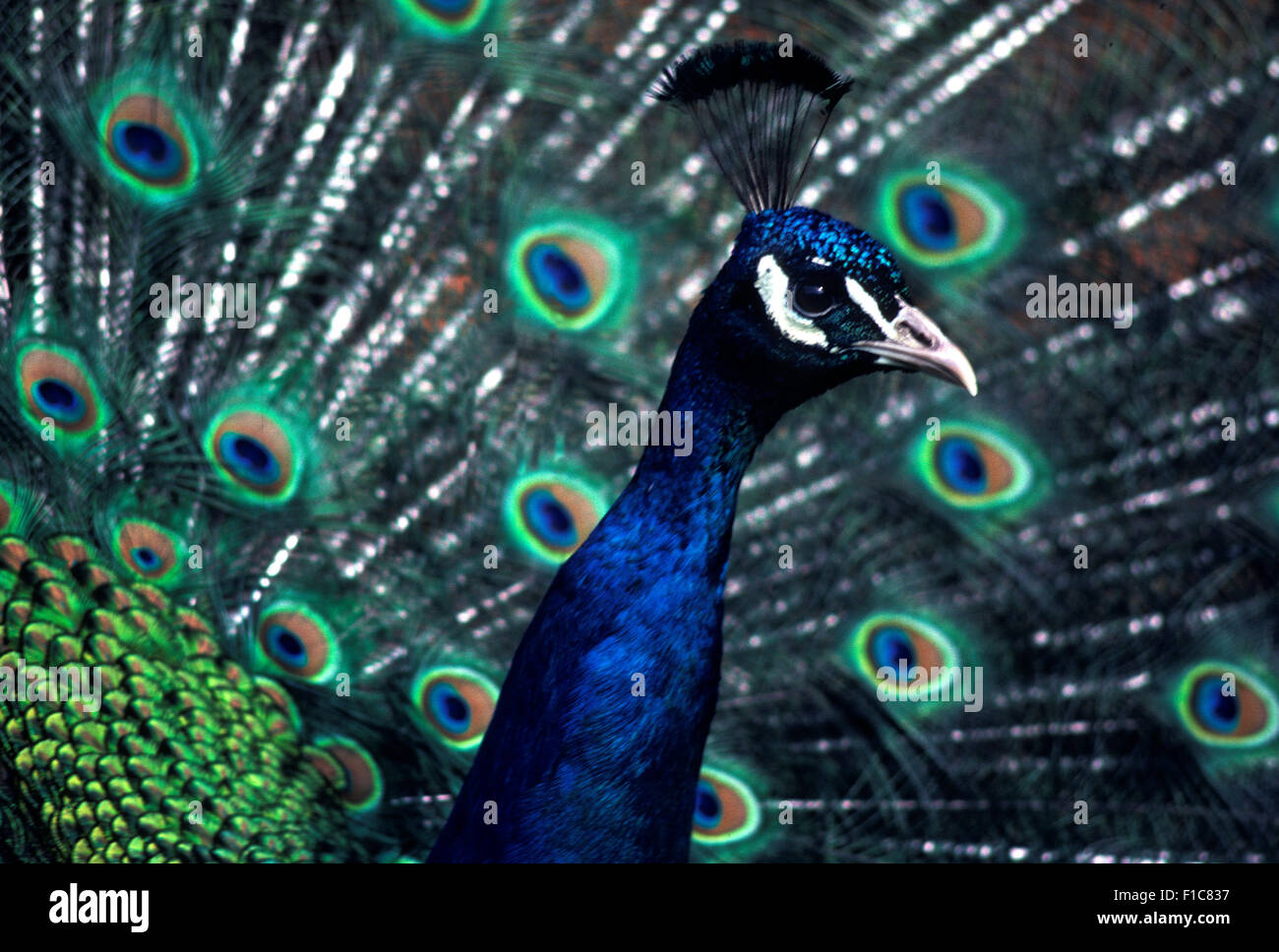 Peacock, England. 2000 Stock Photo Alamy