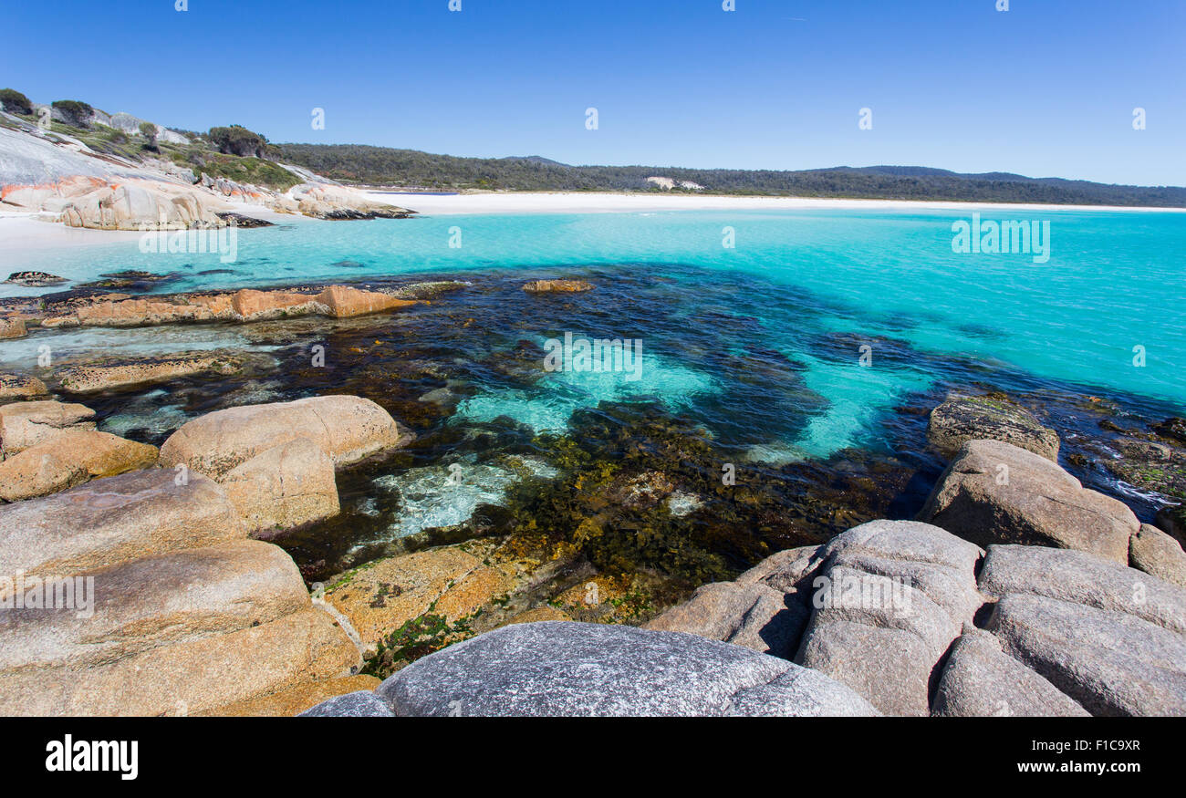 Seaweed and rocky coast at low tide along the Bay of Fires coat, Tasmania, Australia Stock Photo