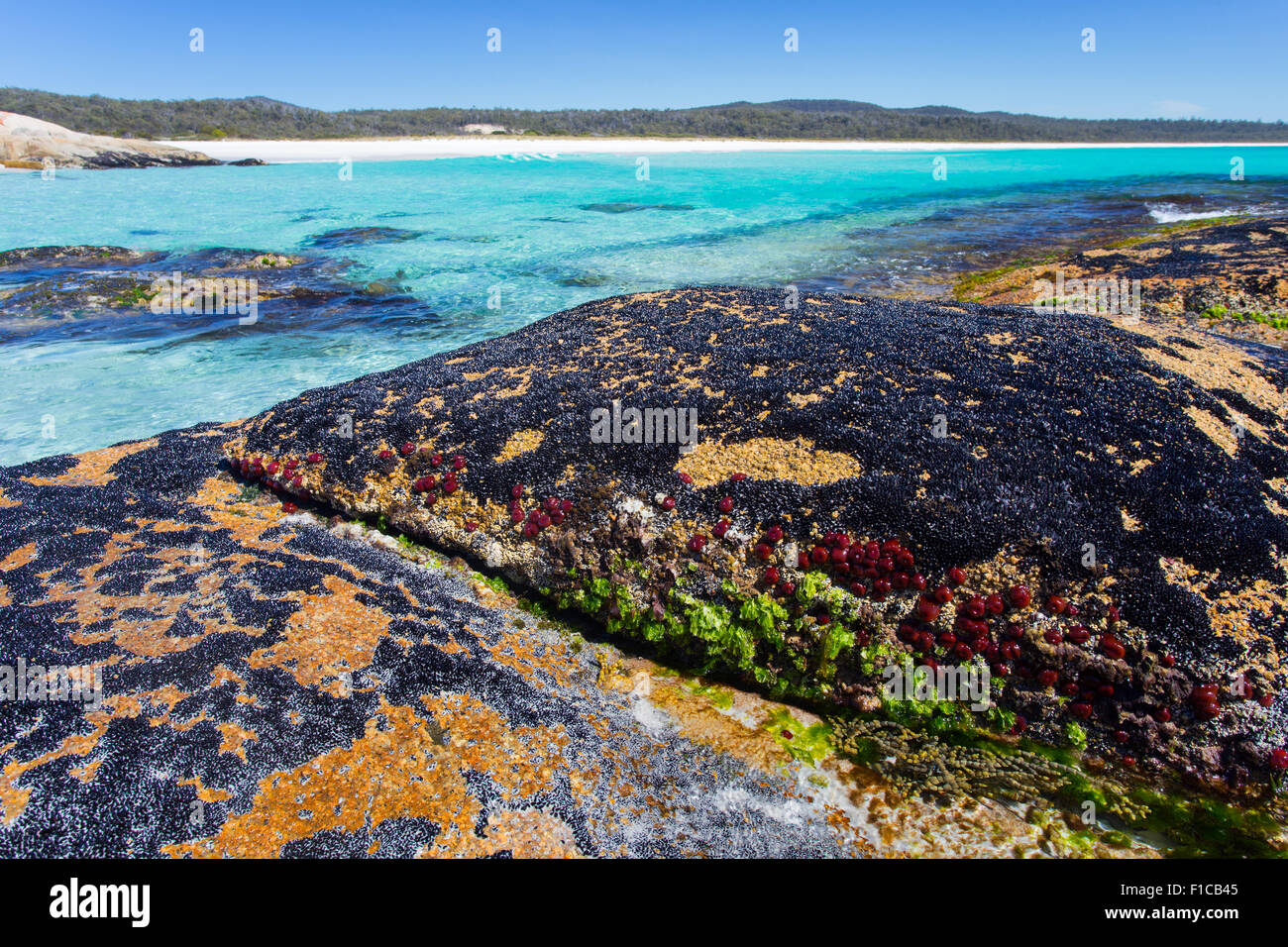 Colourful algae, tiny black mussels and red waratah anemones (Actinia tenebrosa) at low tide along the Bay of Fires coast, Tasma Stock Photo