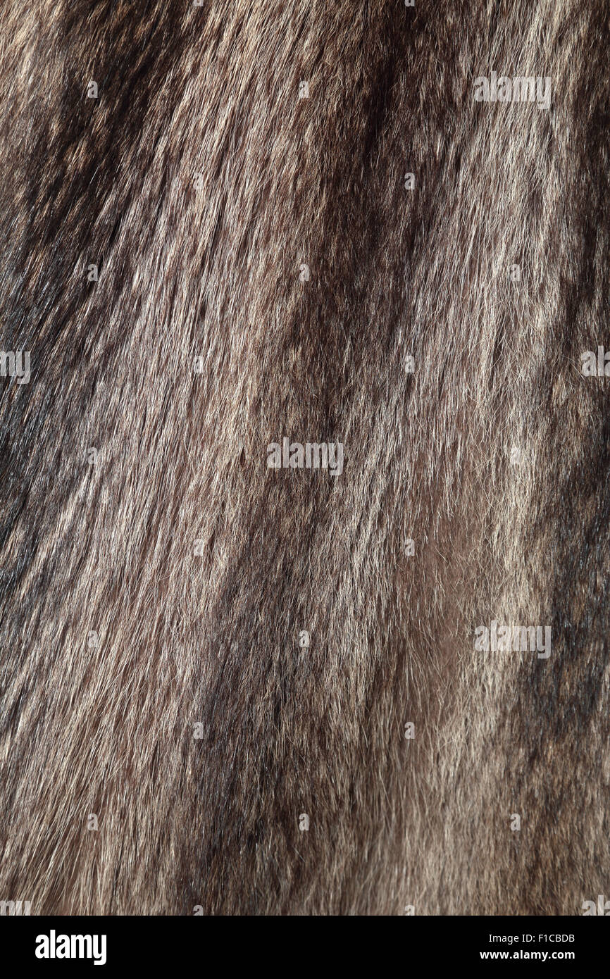 Marmot coat used as fur texture or natural background Stock Photo