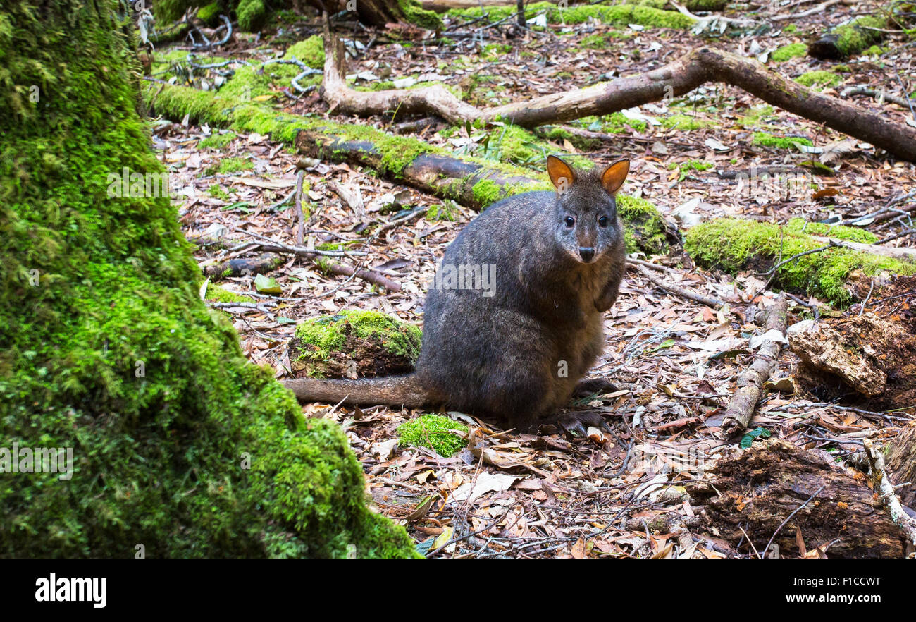 Tasmanian Pademelon (Thylogale billardierii) in temperate rainforest, Tasmania Stock Photo
