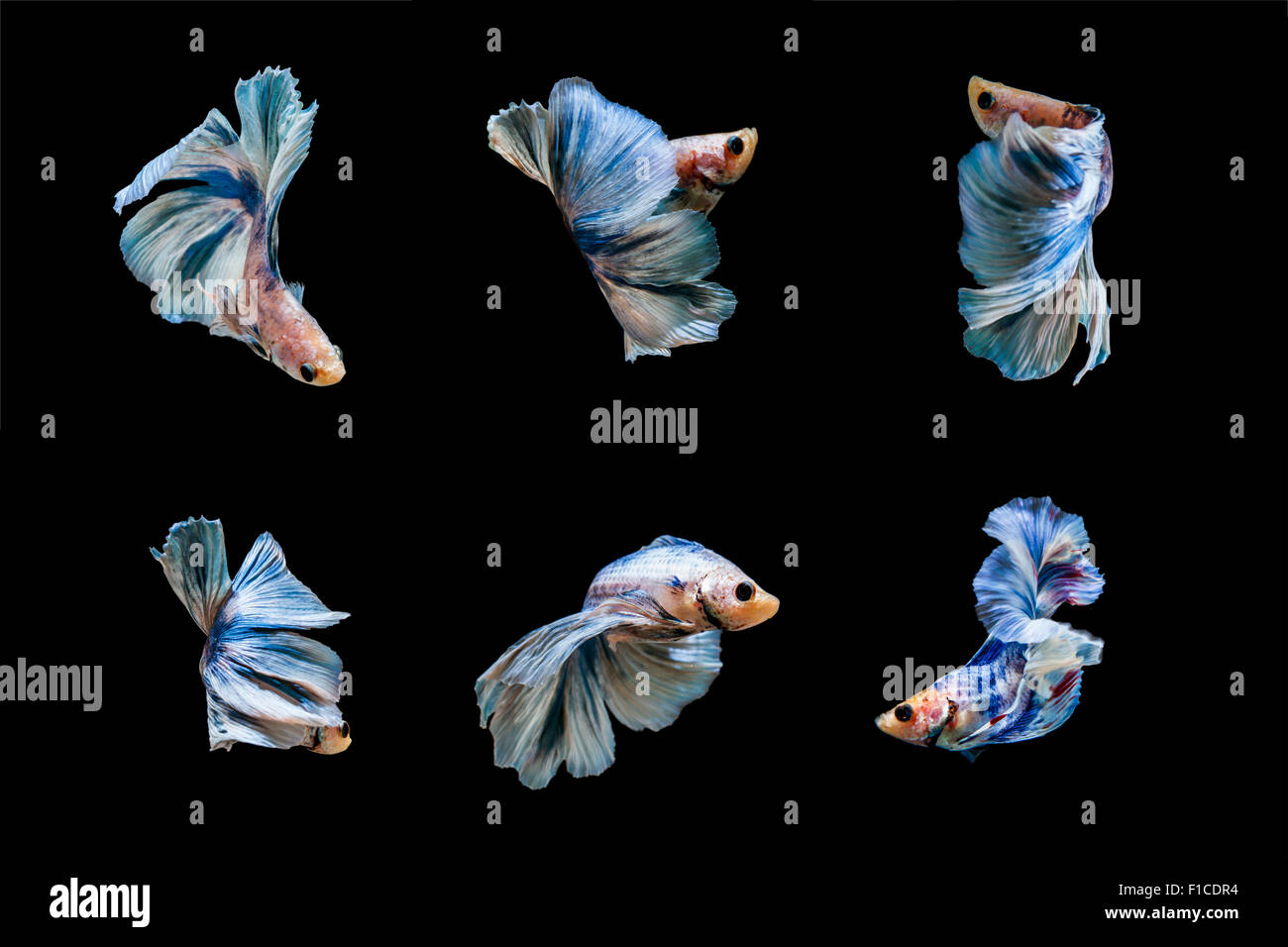 Fighting fish Stock Photo