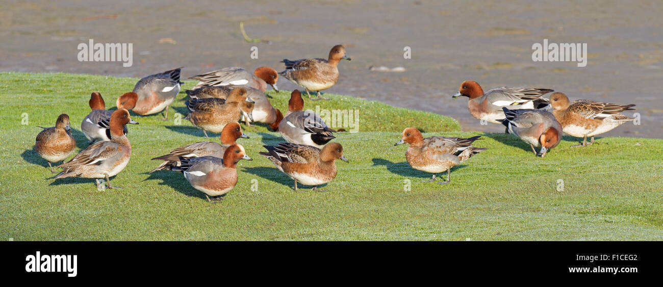 A group of Wigeon feeding on the banks of the River Dyfi Stock Photo