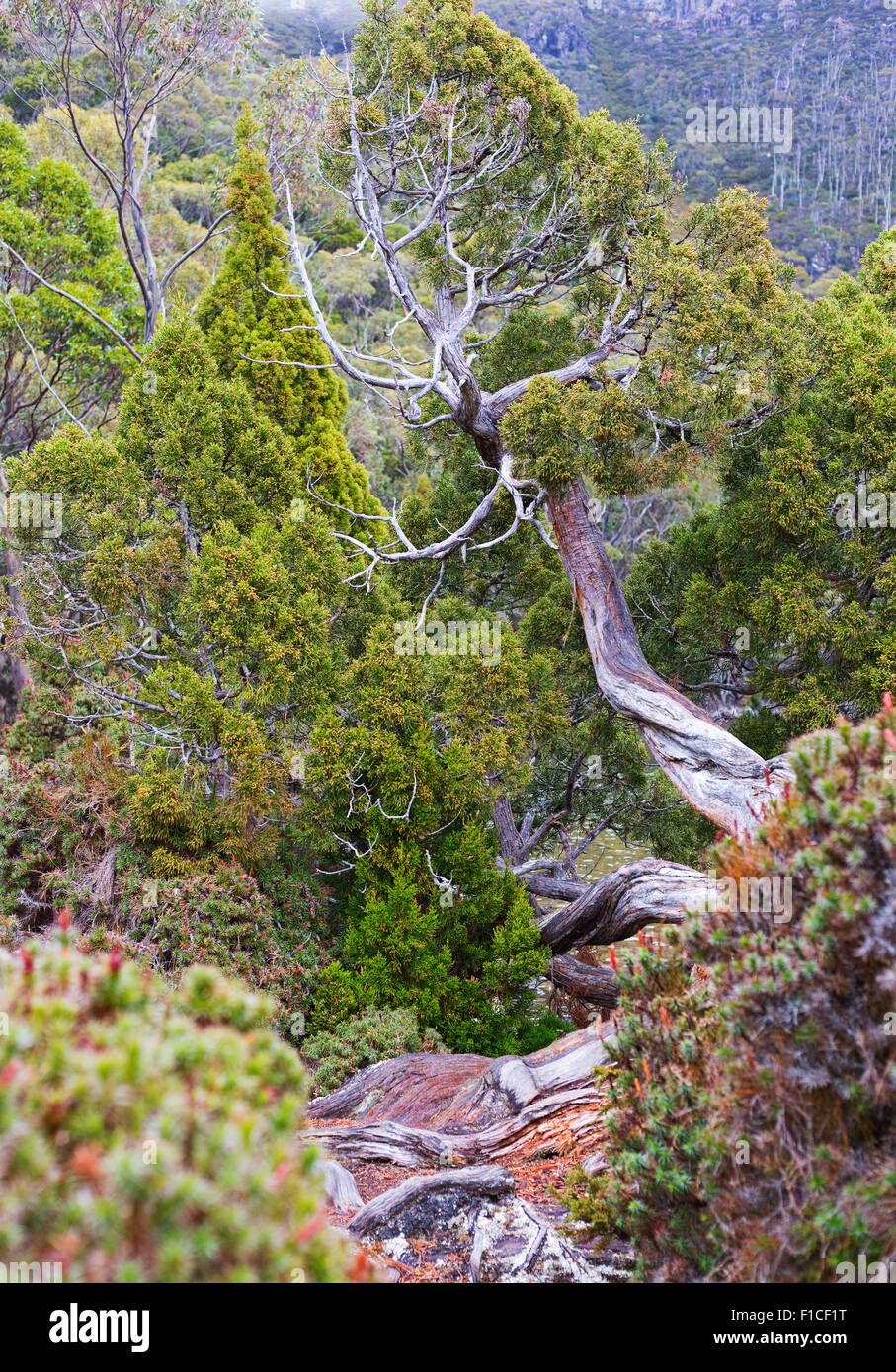 Pencil Pine (Athrotaxis cupressoides) and other alpine vegetation near Lake Dobson, Mount Field National Park, Tasmania, Austral Stock Photo