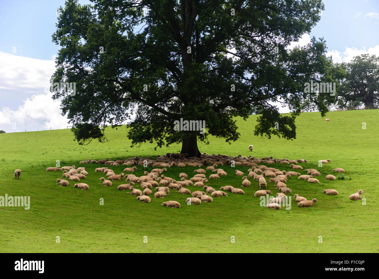 Sheep sheltering from sun under shade of tree near Exeter Devon UK