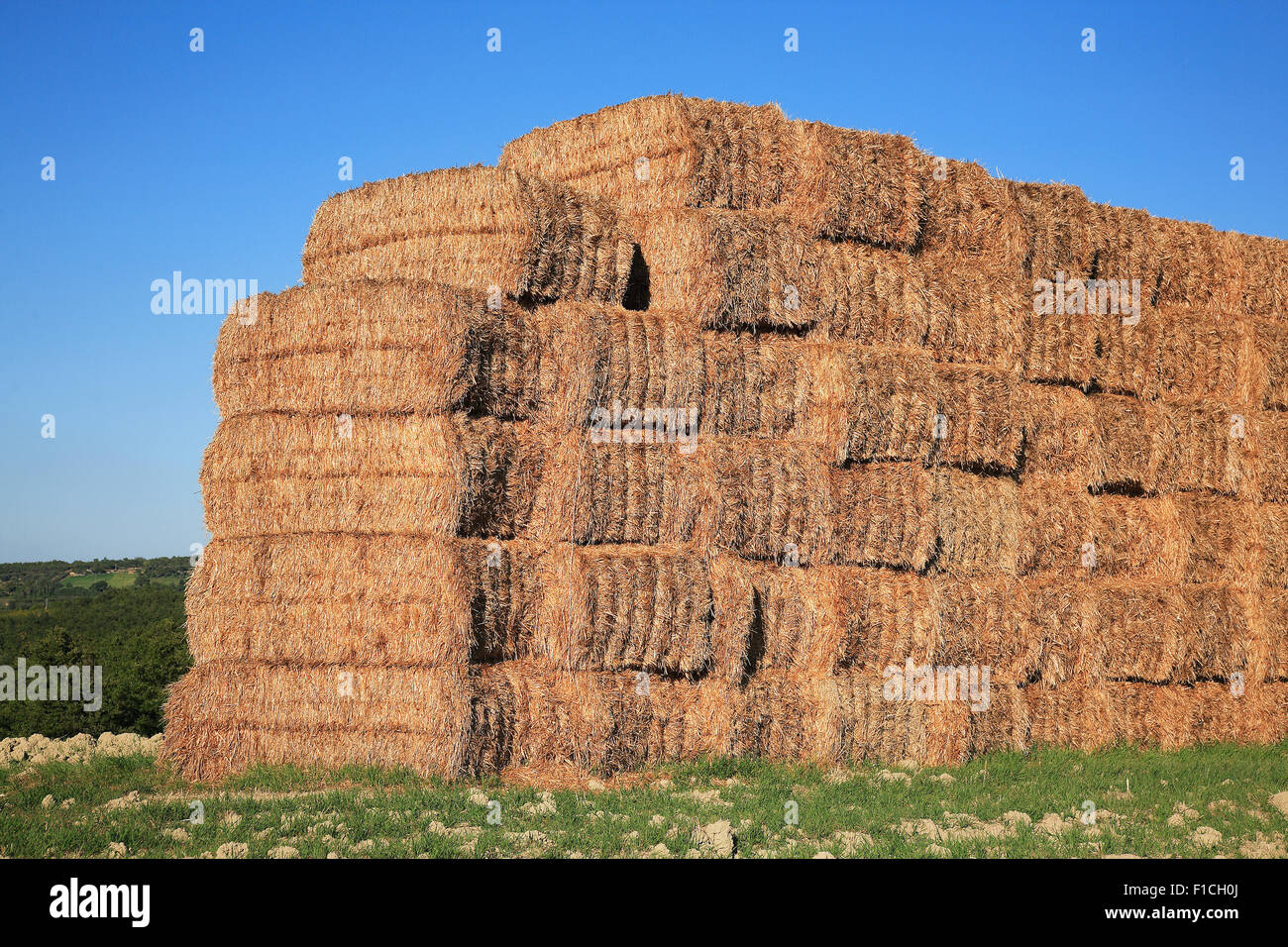 Bales of straw stacked in the field Stock Photo - Alamy