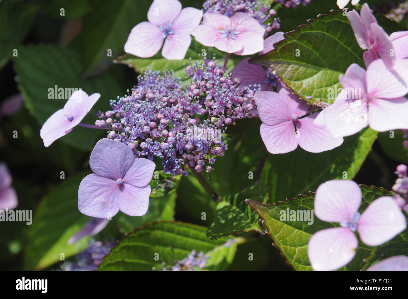 Hydrangea macrophylla lilac hi-res stock photography and images - Alamy
