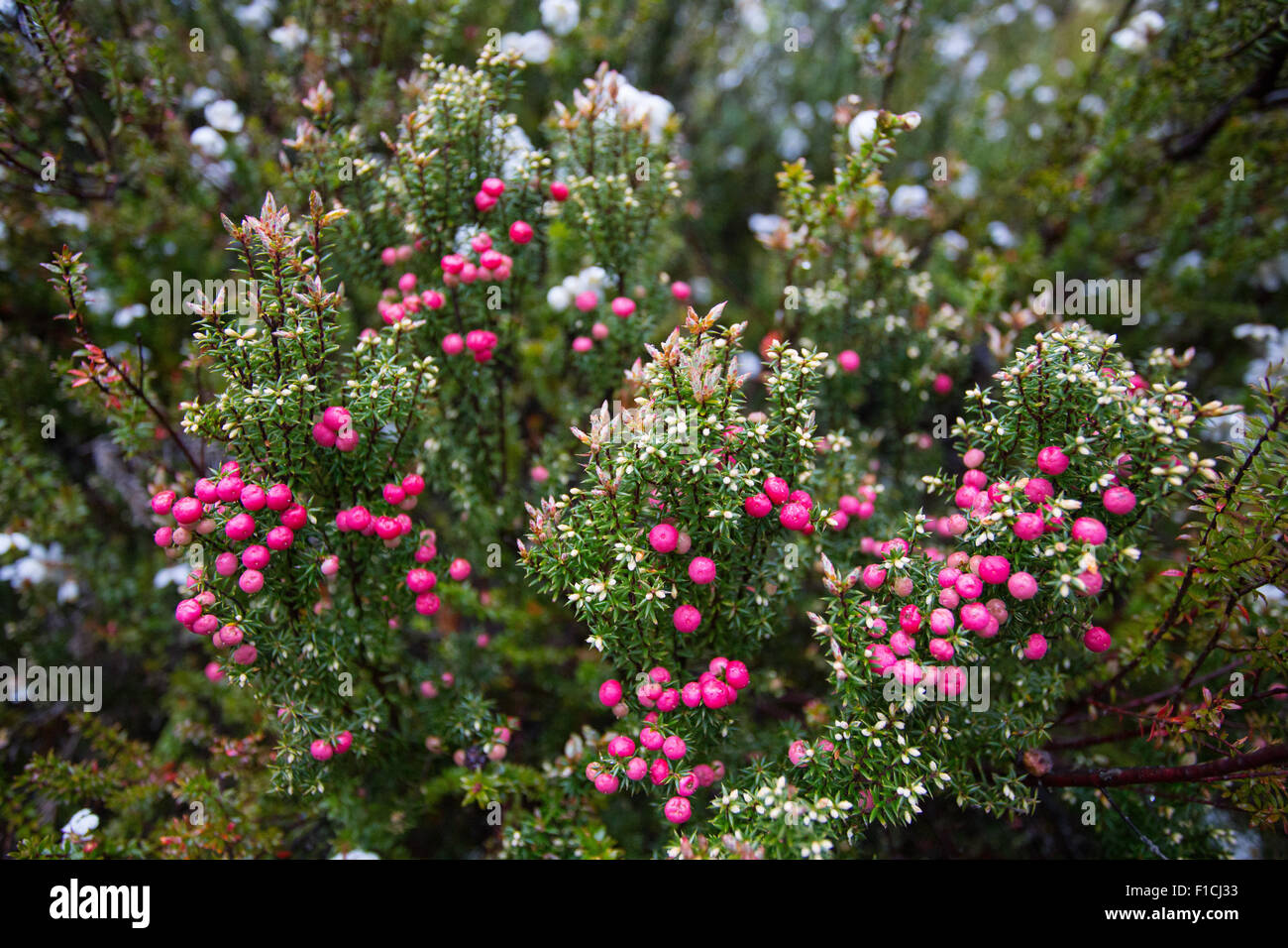 Pink Mountain Berry (Leptecophylla juniperina parvifolia), Mount Field National Park, Tasmania, Australia Stock Photo