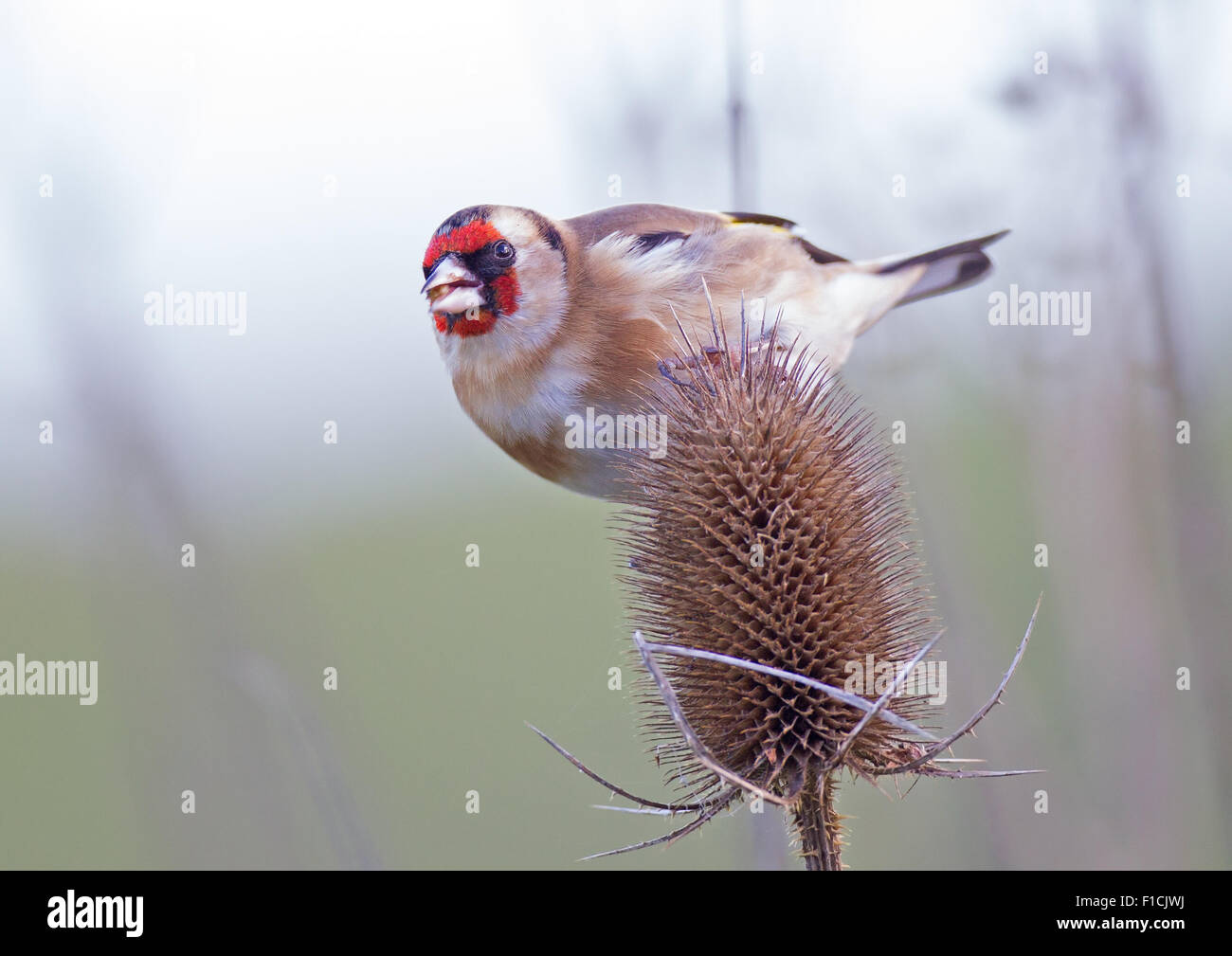 Goldfinch feeding on a teasel Stock Photo