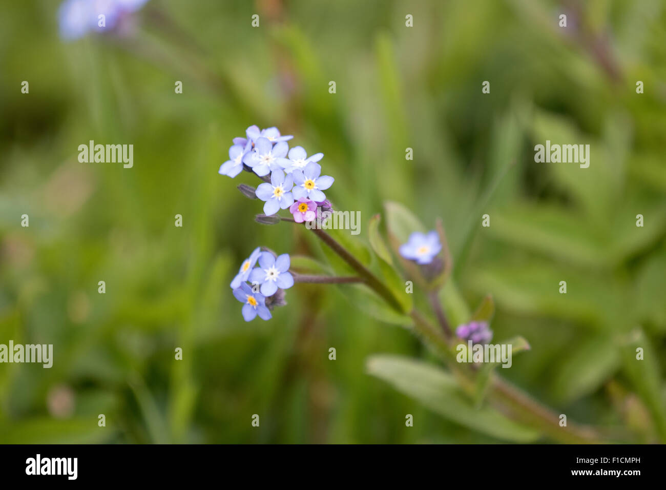 Myosotis sylvatica - wood forget-me-not or woodland forget-me-not. Stock Photo
