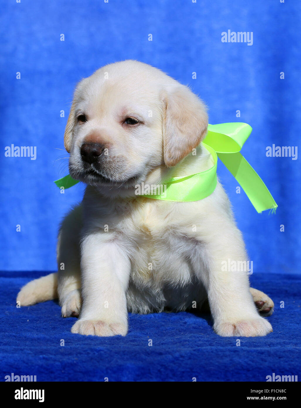 nice yellow labrador puppy sitting on blue background Stock Photo - Alamy
