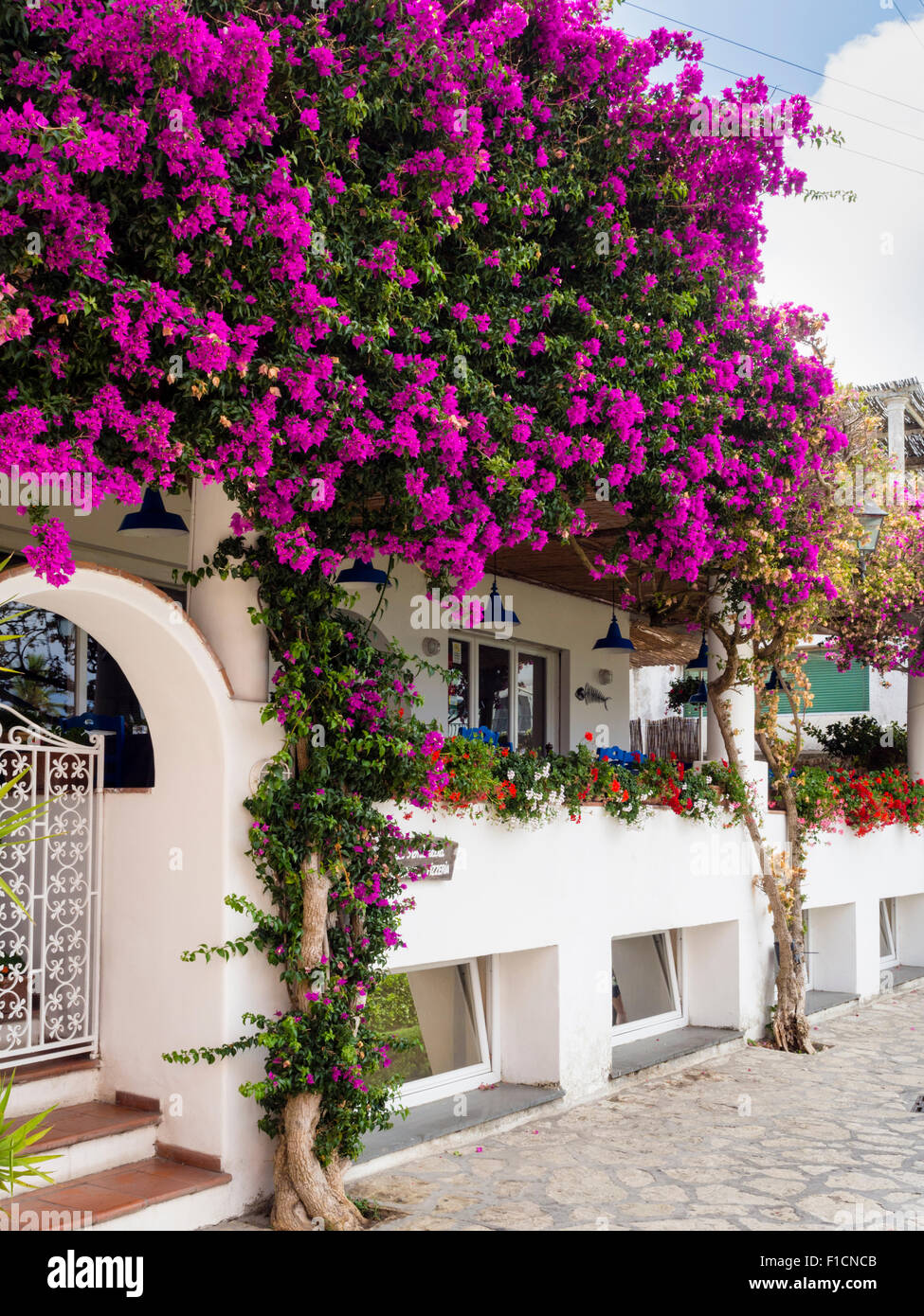 Bougainvillea flowers in Capri Italy Stock Photo Alamy