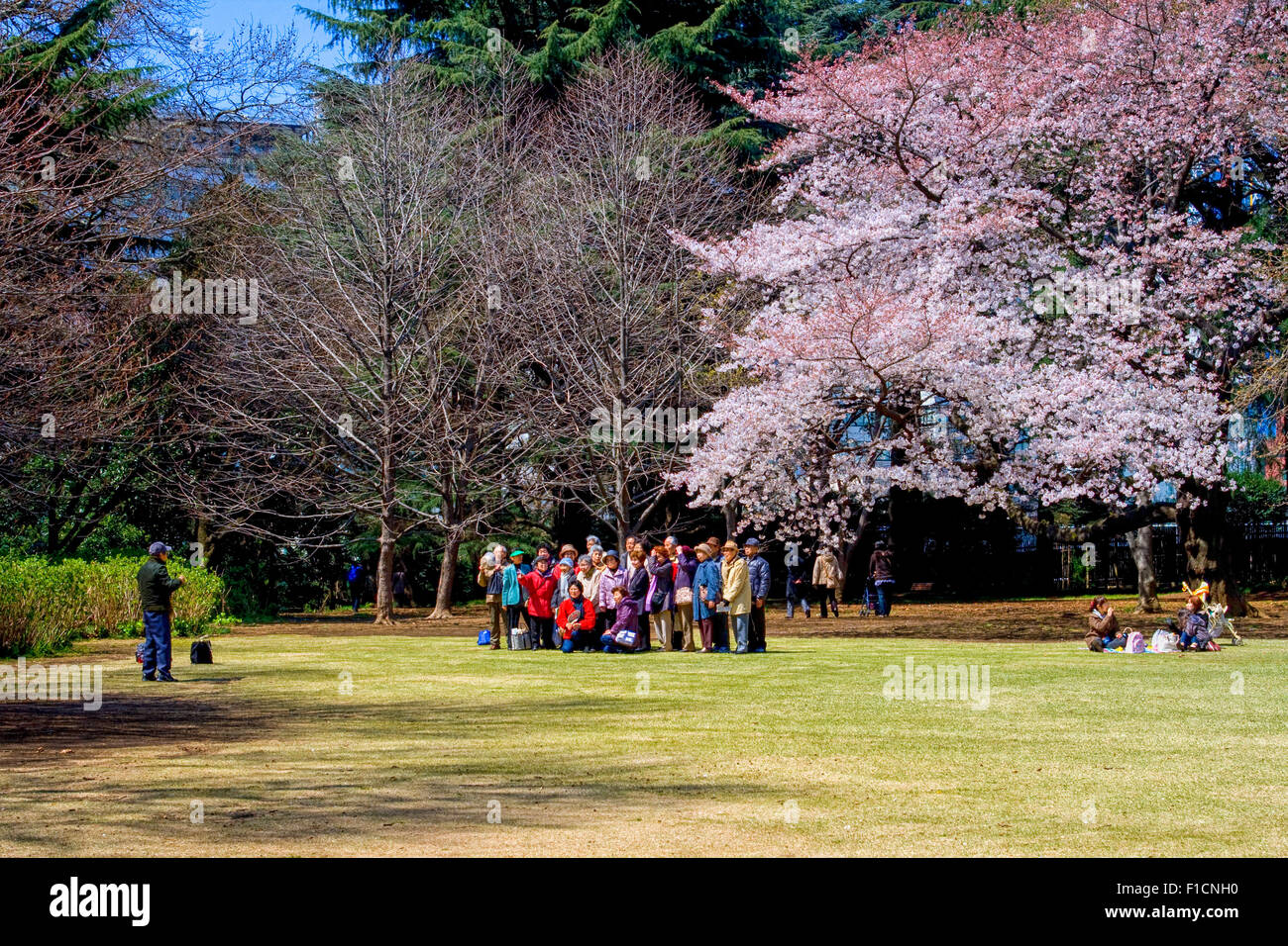 Photographer making a photo of people standing under a blossoming cherry tree during cherry blossom time Stock Photo