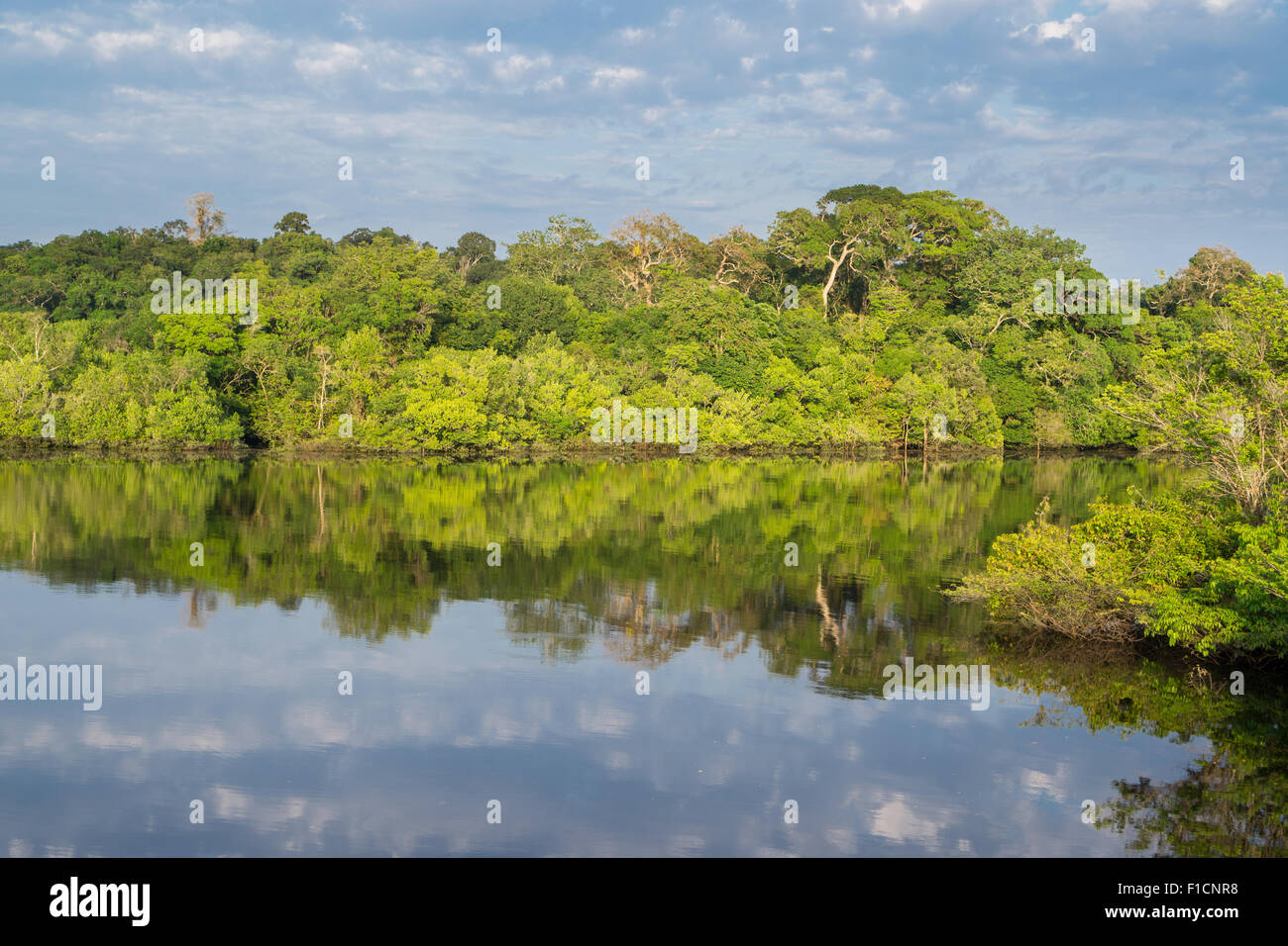 Amazon forest and black river, cloudy sky Stock Photo Alamy