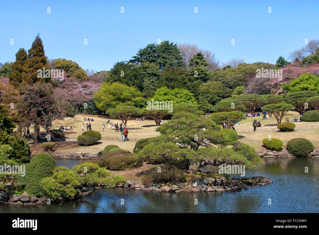 Cherry blossom celebration (called hanami) at Tokyo park in Tokyo, Japan. Stock Photo