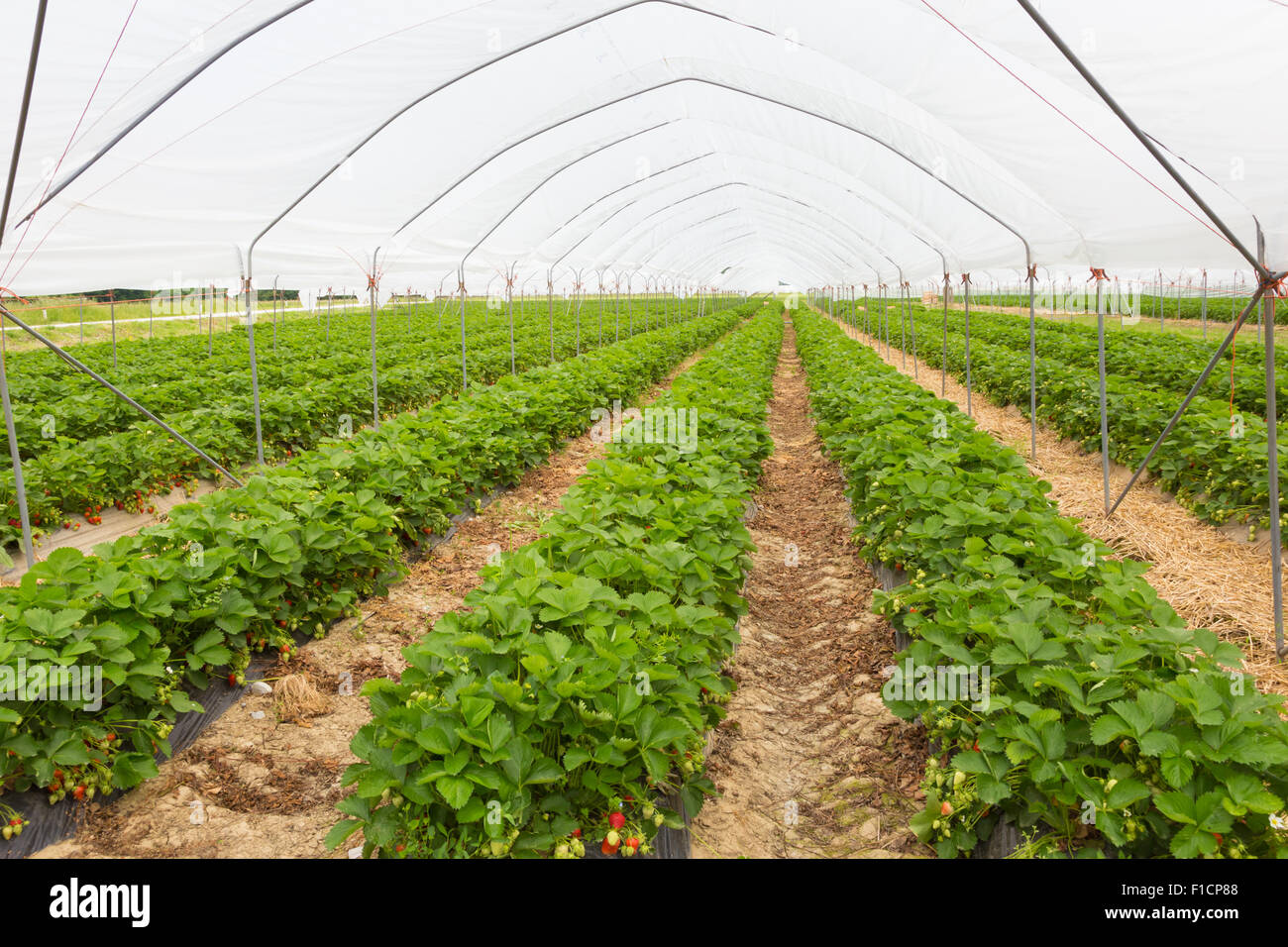Strawberrys growing in the greenhouse Stock Photo - Alamy