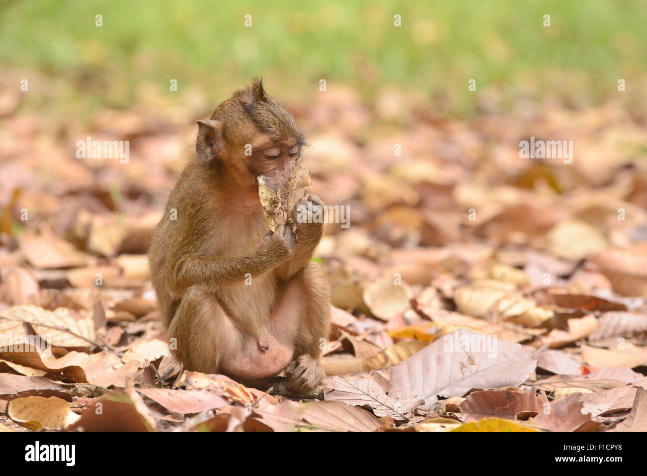 Macaque Holding Tree Leaf Stock Photo