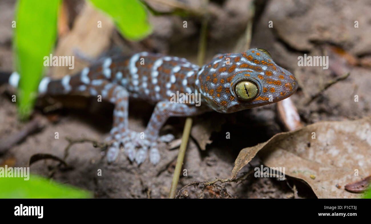 Juvenile Tokay Gecko (Gekko gecko), Thailand Stock Photo