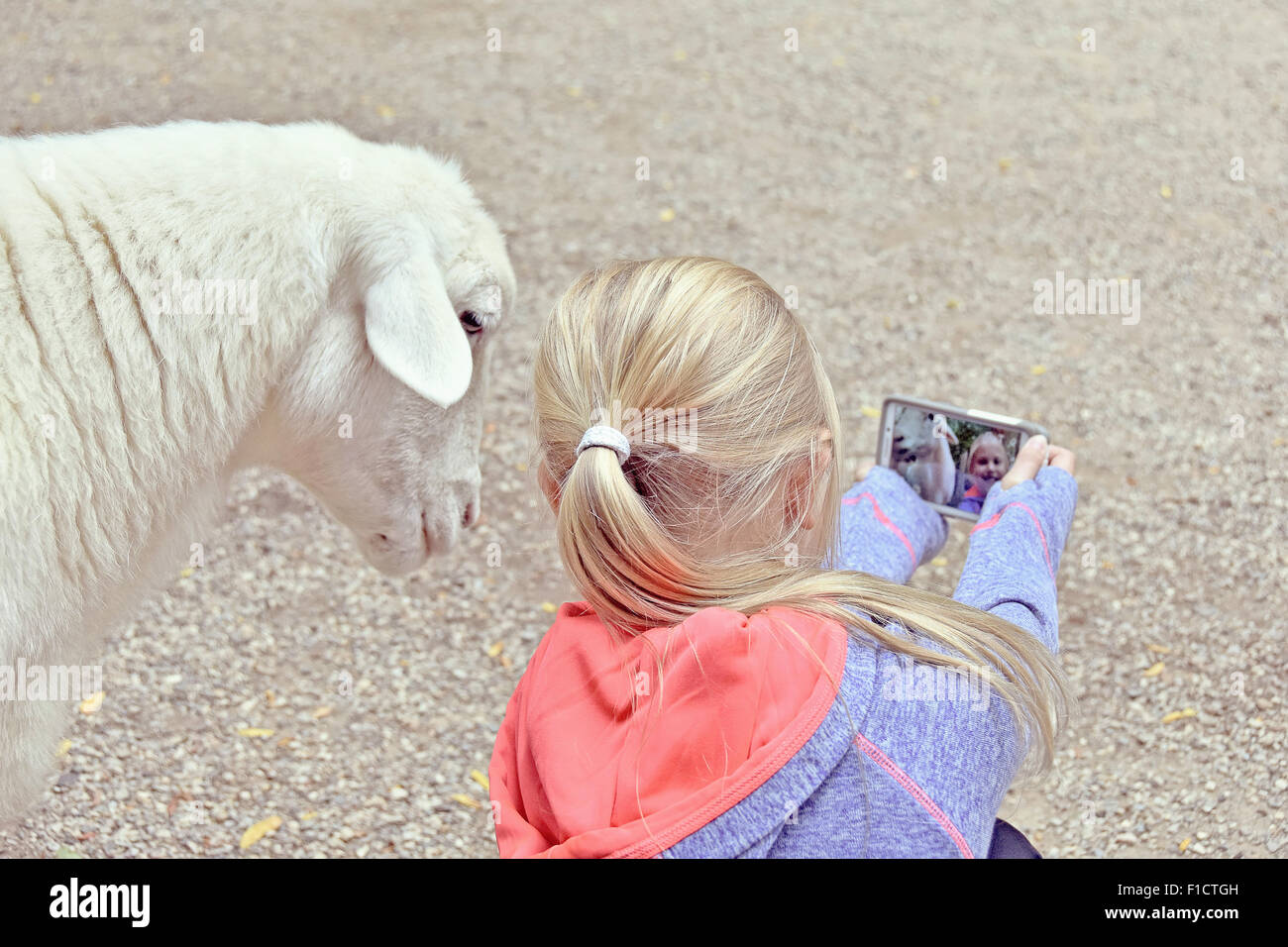 Little blond girl taking a selfie with a white goat. Stock Photo