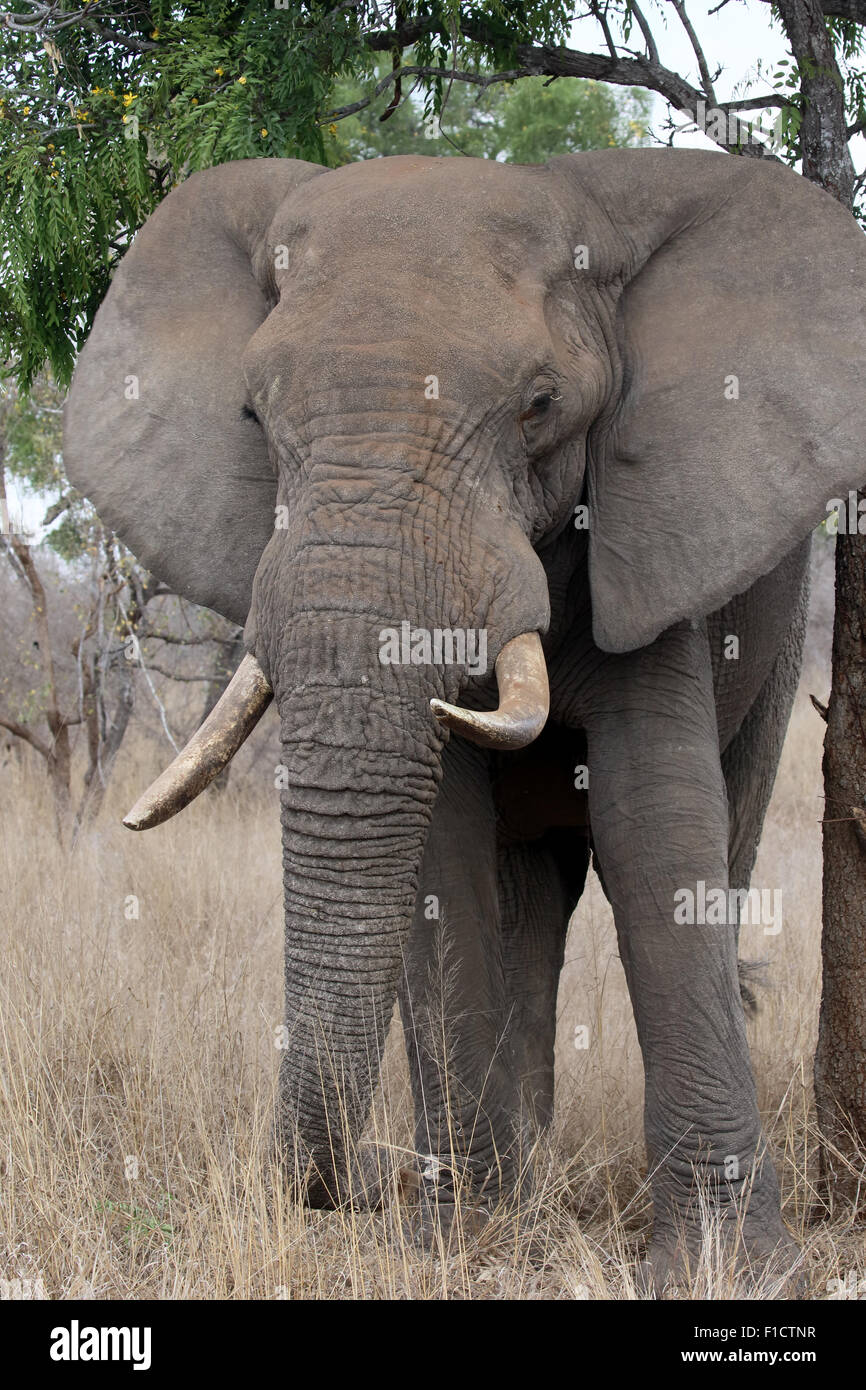 African elephant, Loxodonta africana, single mammal in bush, South Africa, August 2015 Stock Photo