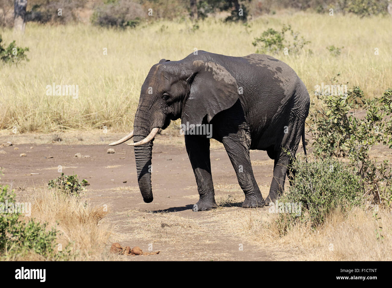 African elephant, Loxodonta africana, single mammal in bush, South Africa, August 2015 Stock Photo