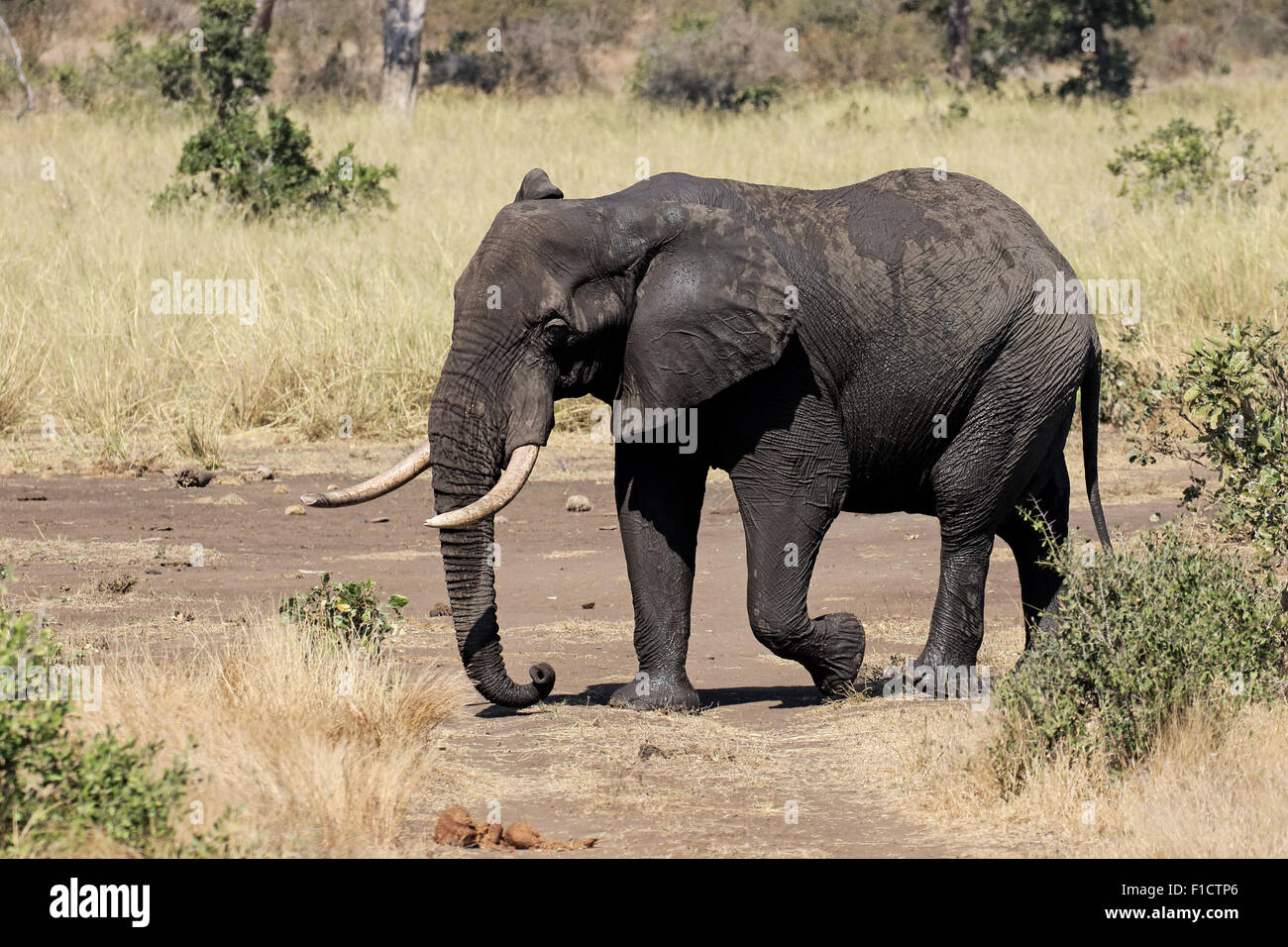 African elephant, Loxodonta africana, single mammal in bush, South Africa, August 2015 Stock Photo