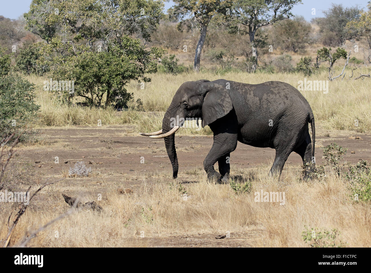 African elephant, Loxodonta africana, single mammal in bush, South Africa, August 2015 Stock Photo