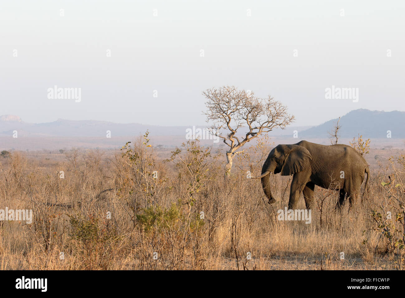 African elephant, Loxodonta africana, single mammal in bush, South Africa, August 2015 Stock Photo