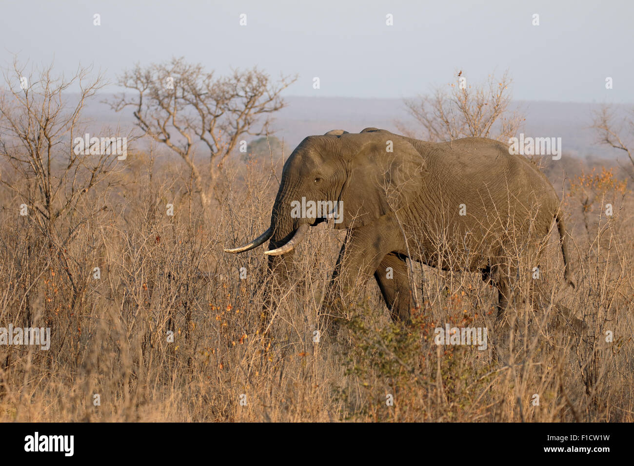 African elephant, Loxodonta africana, single mammal in bush, South Africa, August 2015 Stock Photo