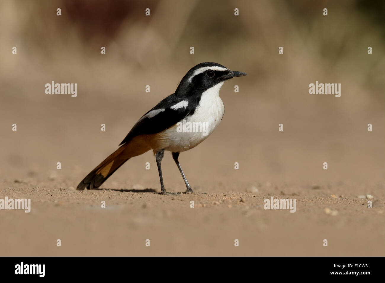 Humera Hi Res Stock Photography And Images Alamy