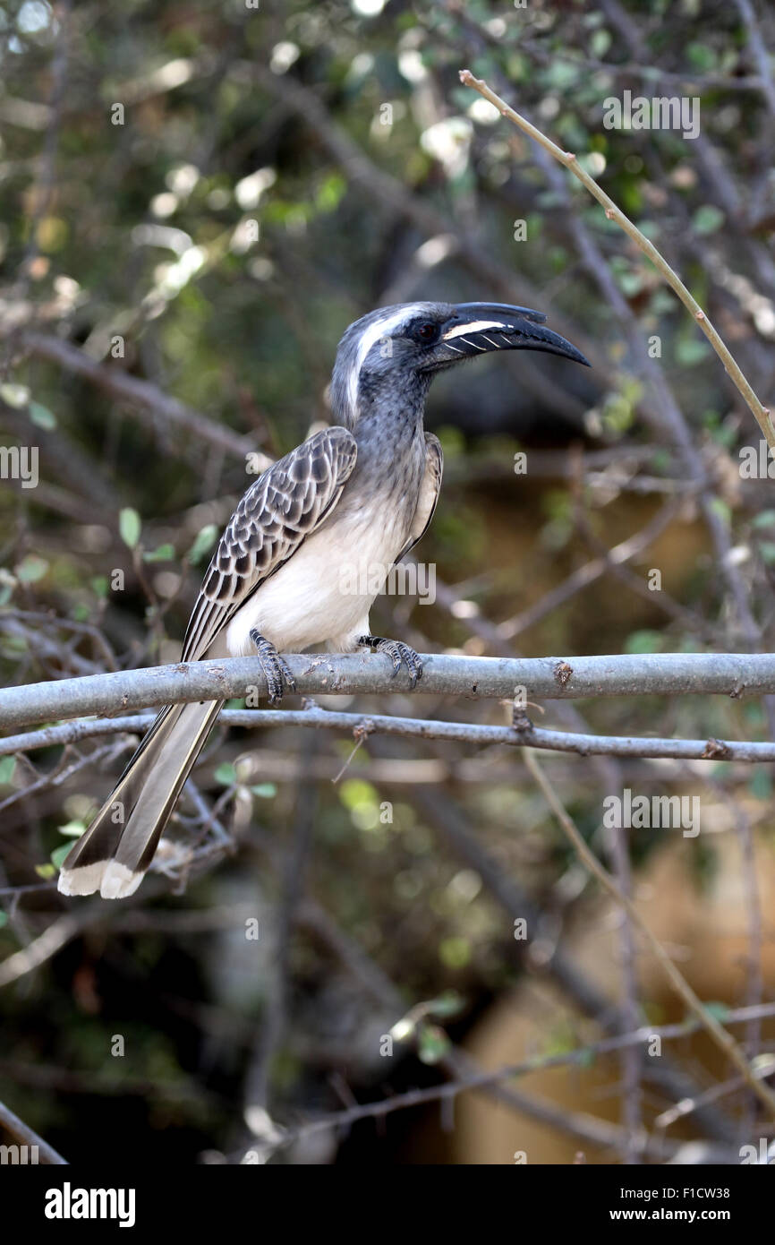 African-grey hornbill, Tockus nasutus, single bird on branch, South Africa, August 2015 Stock Photo