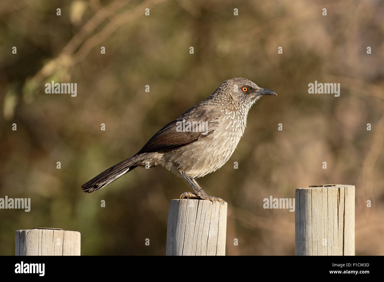 Arrow-marked babbler, Turdoides jardinei, single bird on post, South Africa, August 2015 Stock Photo