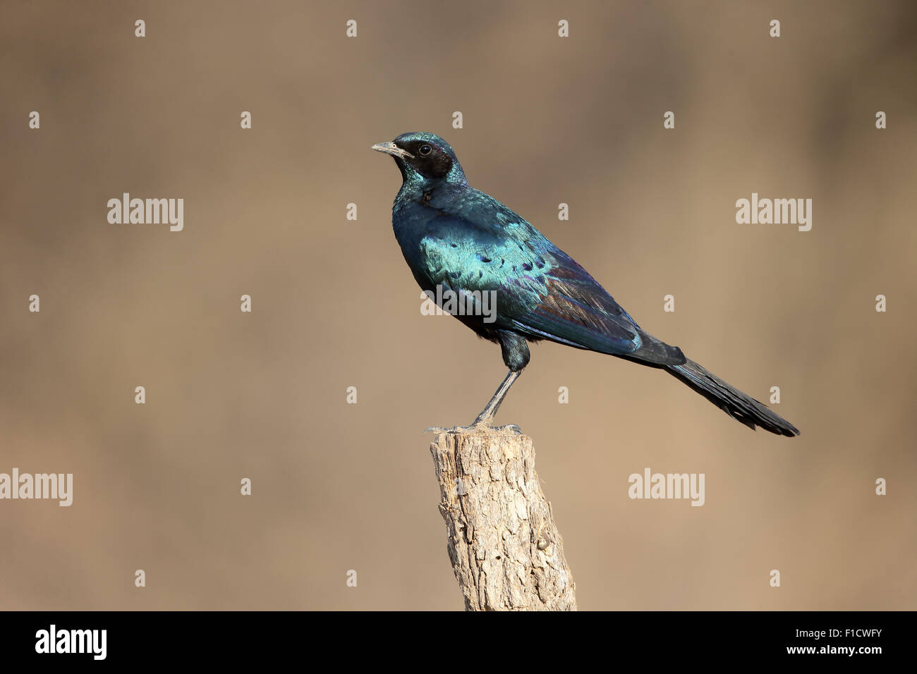 Burchells starling, Lamprotornis australis, single bird on post, South Africa, August 2015 Stock Photo