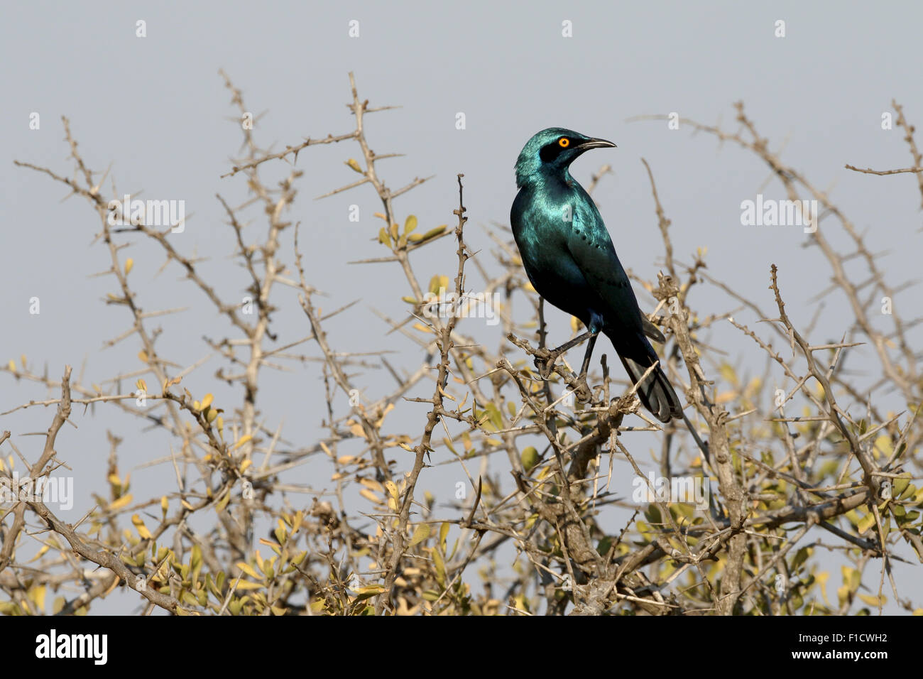 Cape starling, Lamprotornis nitens, single bird on branch, South Africa, August 2015 Stock Photo