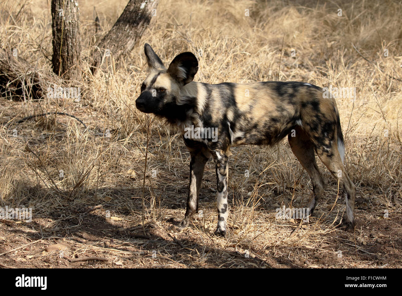 Cape hunting dog, Lycaon pictus, single mammal, South Africa, August 2015 Stock Photo