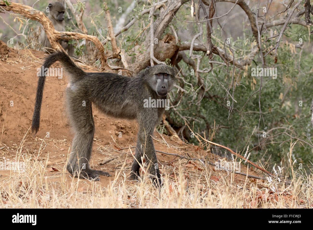 Chacma baboon, Papio ursinus, single mammal on ground, South Africa, August 2015 Stock Photo