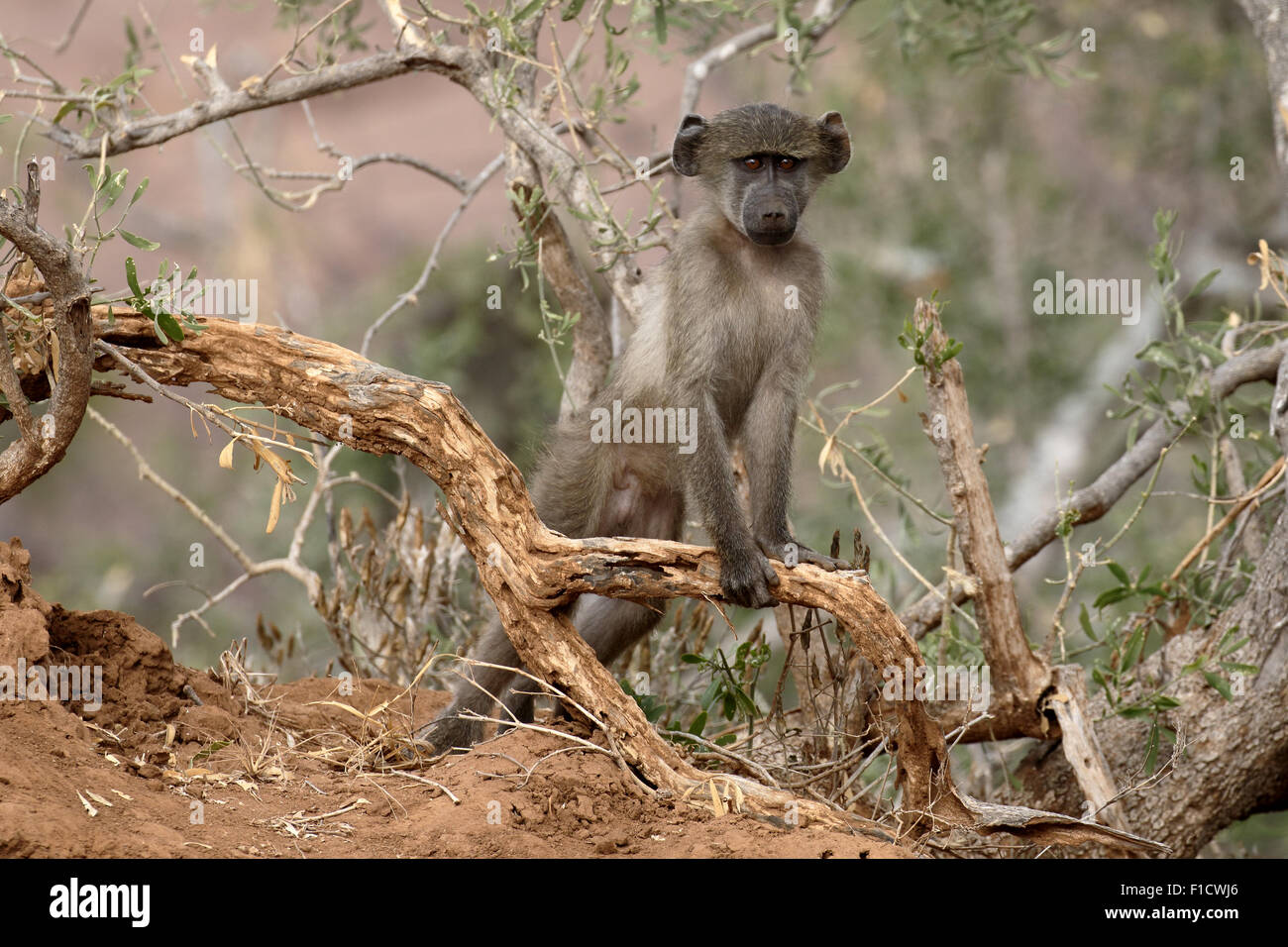 Chacma baboon, Papio ursinus, single mammal on branch, South Africa, August 2015 Stock Photo