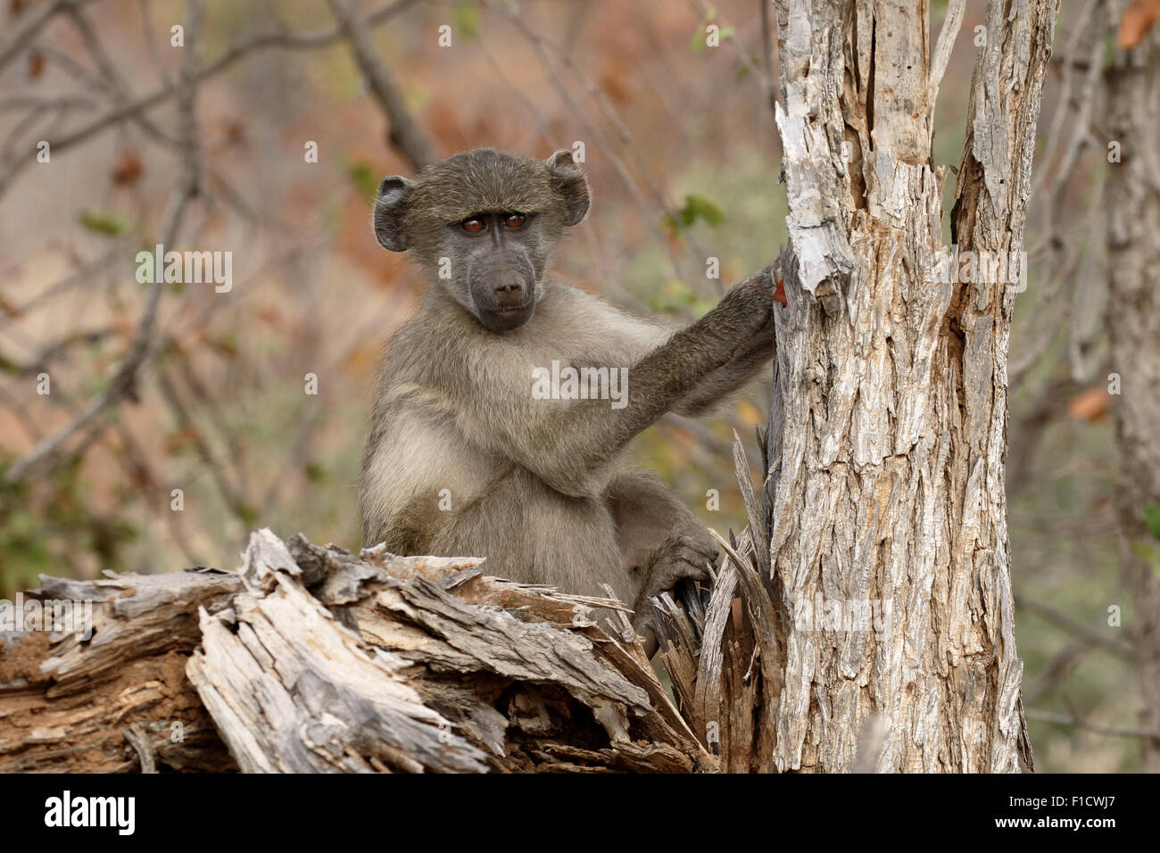 Chacma baboon, Papio ursinus, single mammal on branch, South Africa, August 2015 Stock Photo