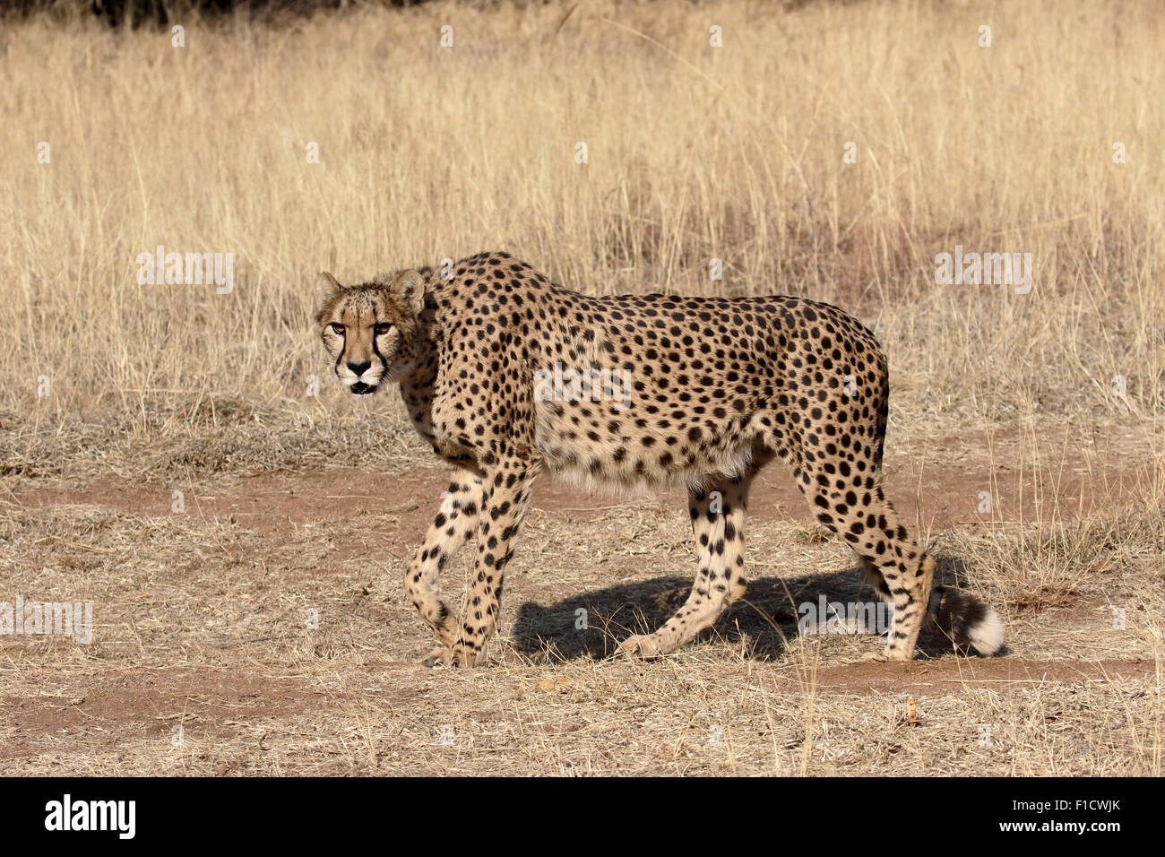 Cheetah, Acinonyx jubatus, single mammal, South Africa, August 2015 Stock Photo